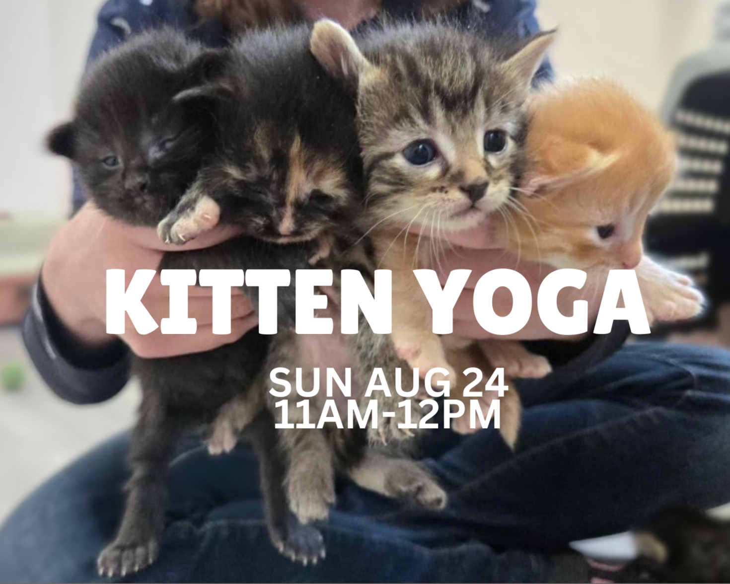 Kitten Yoga