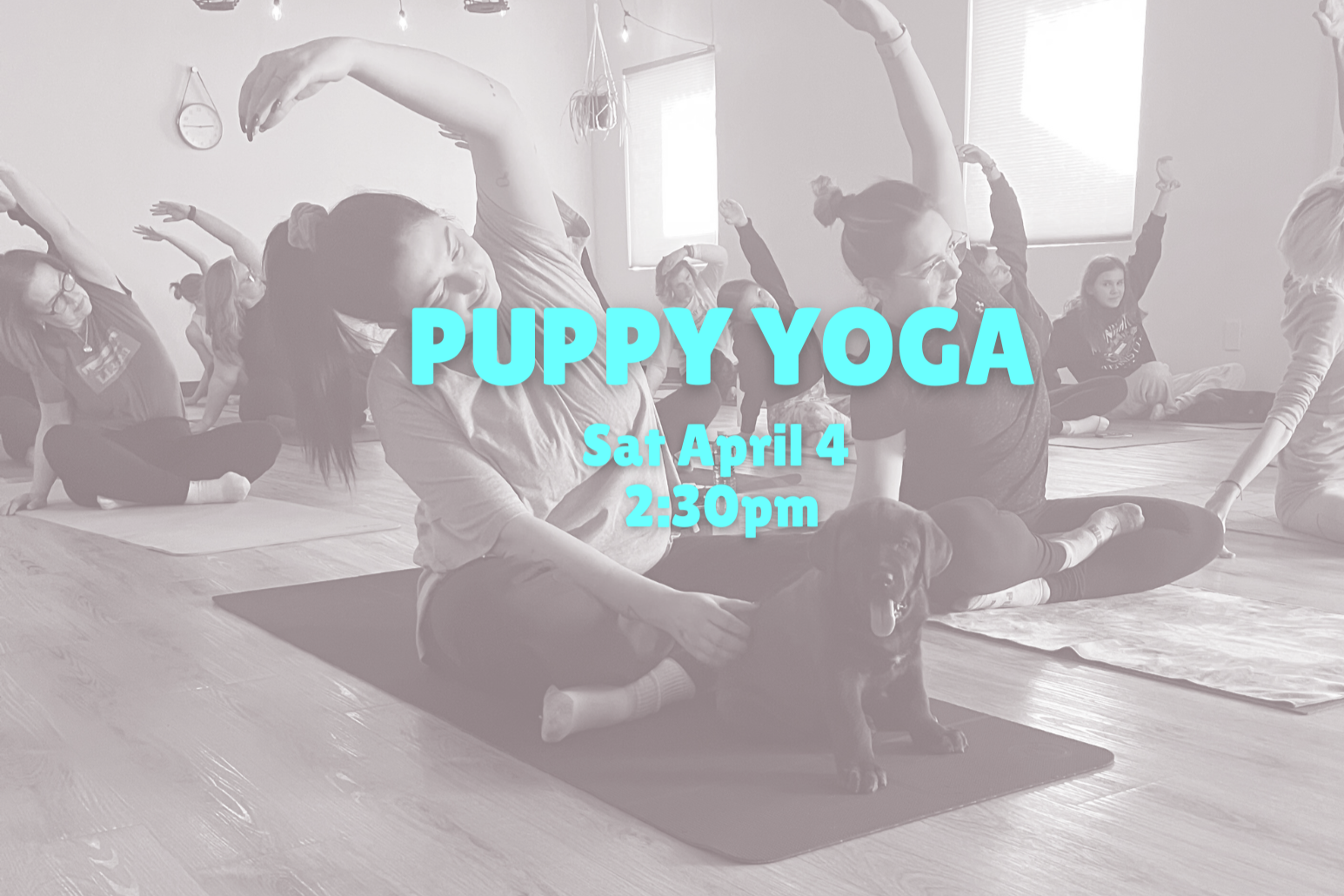 Puppy Yoga