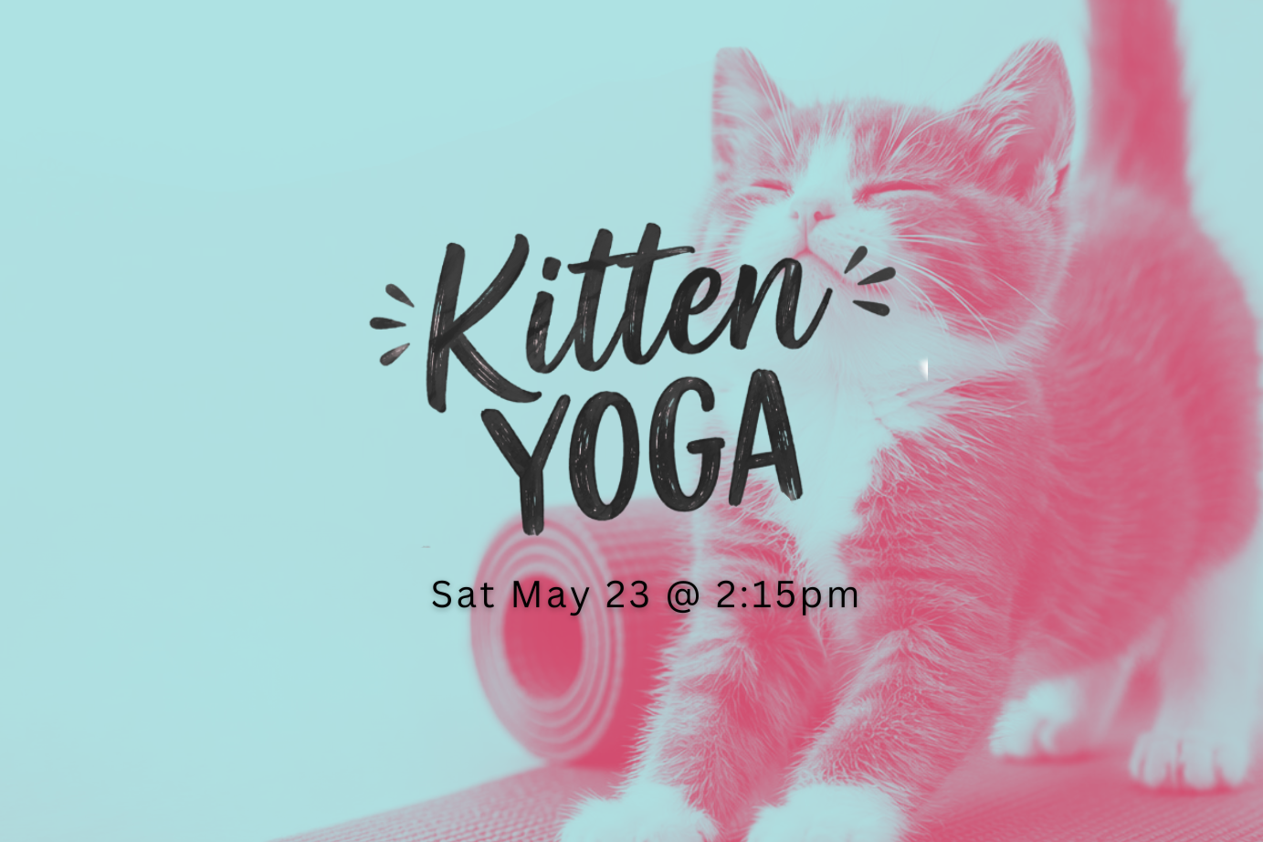 Kitten Yoga