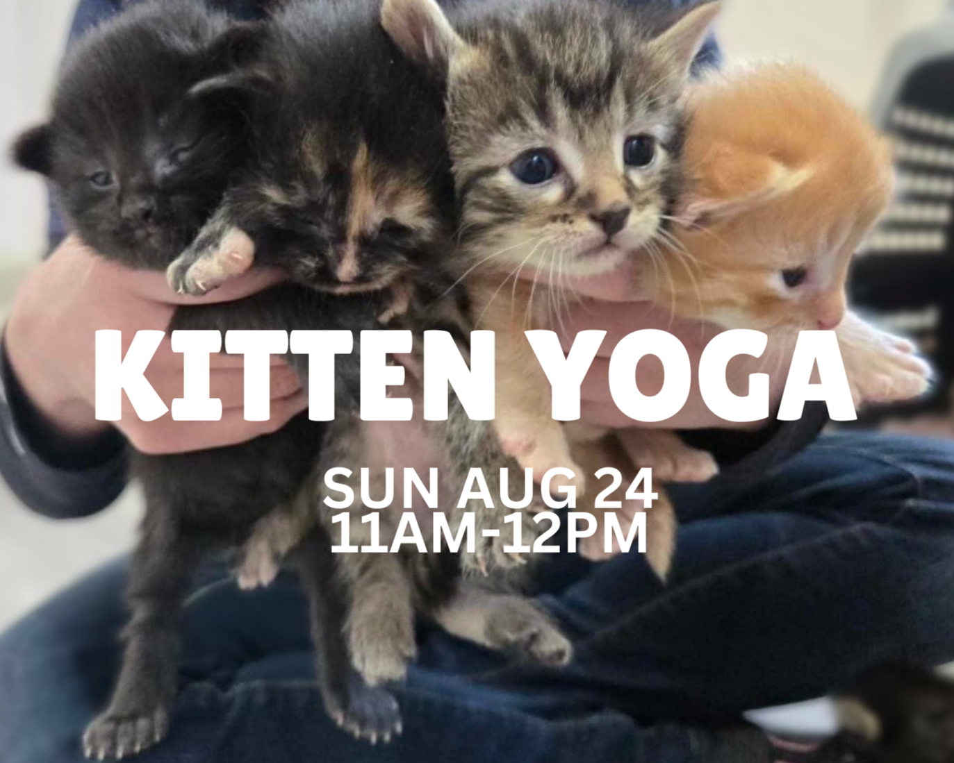 Kitten+Yoga.png