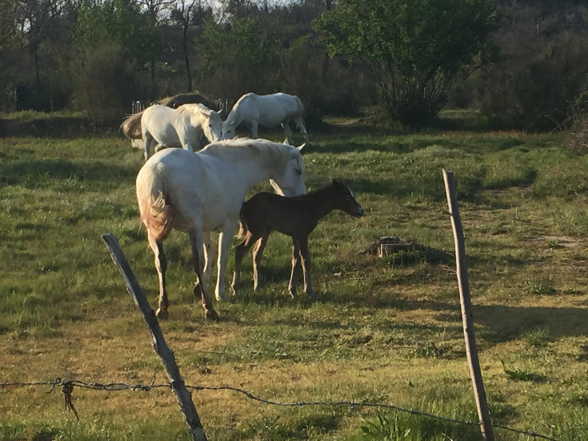 New foals are usually born in April