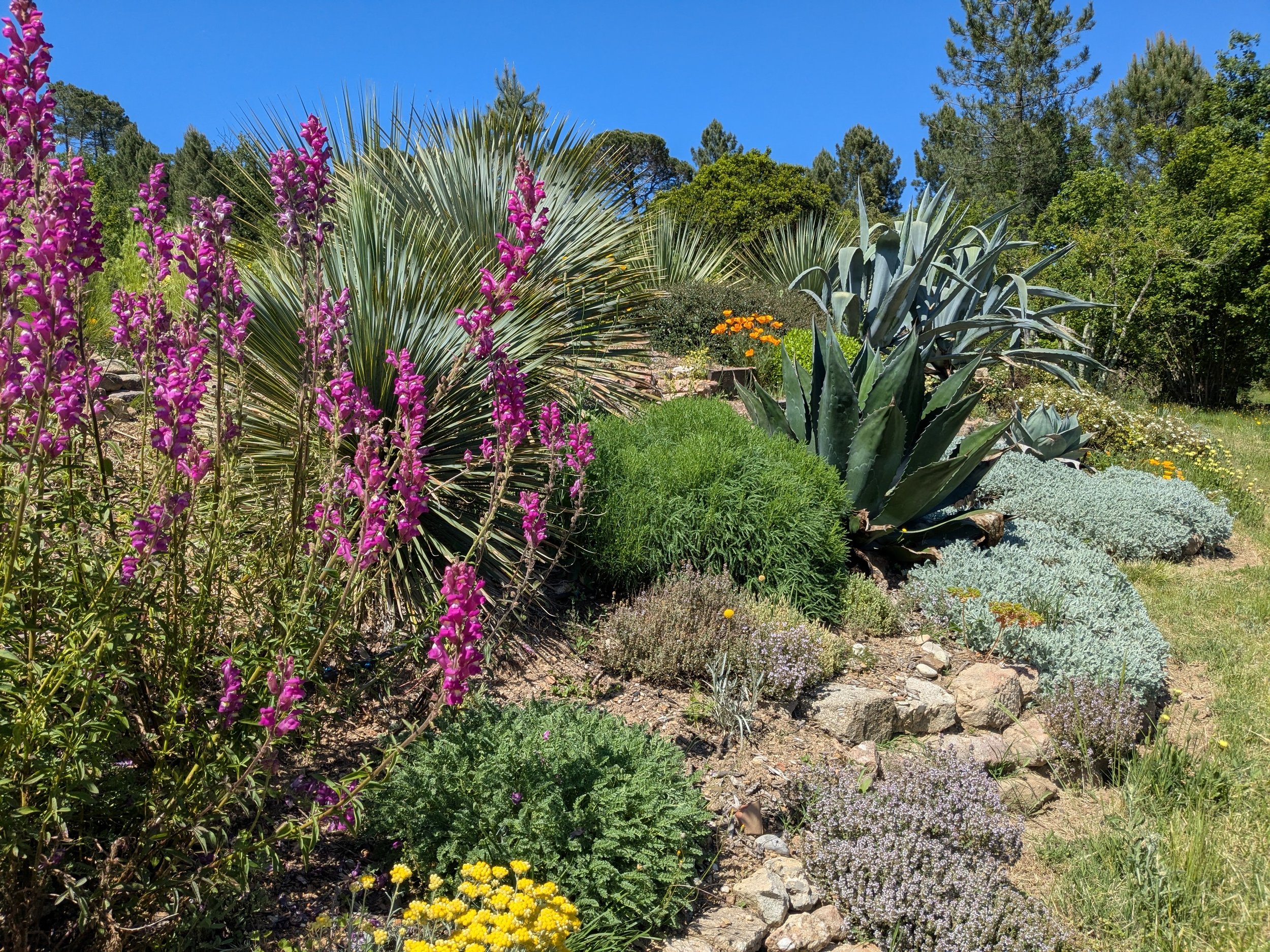 Spring xeriscape