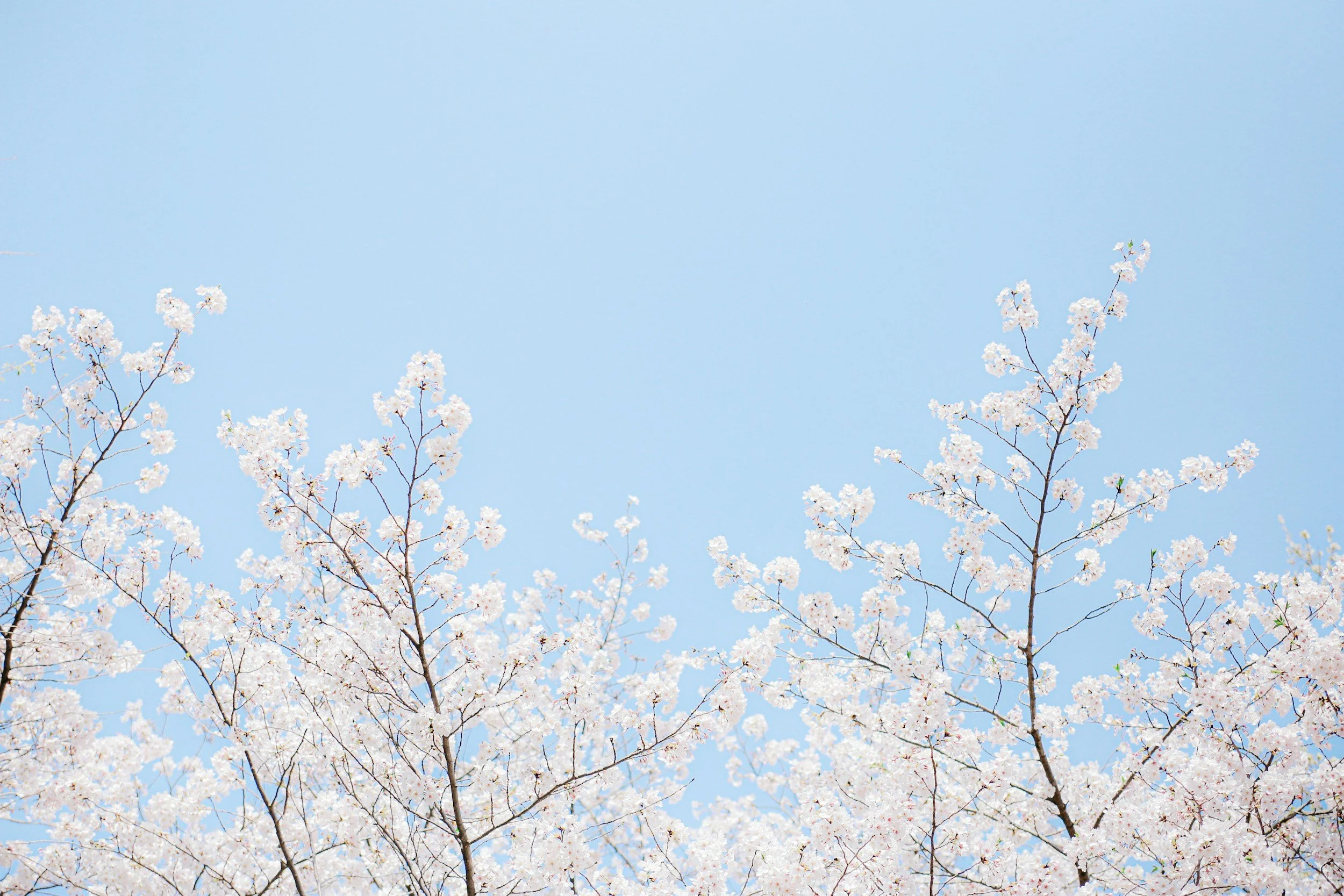 Cherry blossom trees with white flowers against a clear blue sky.