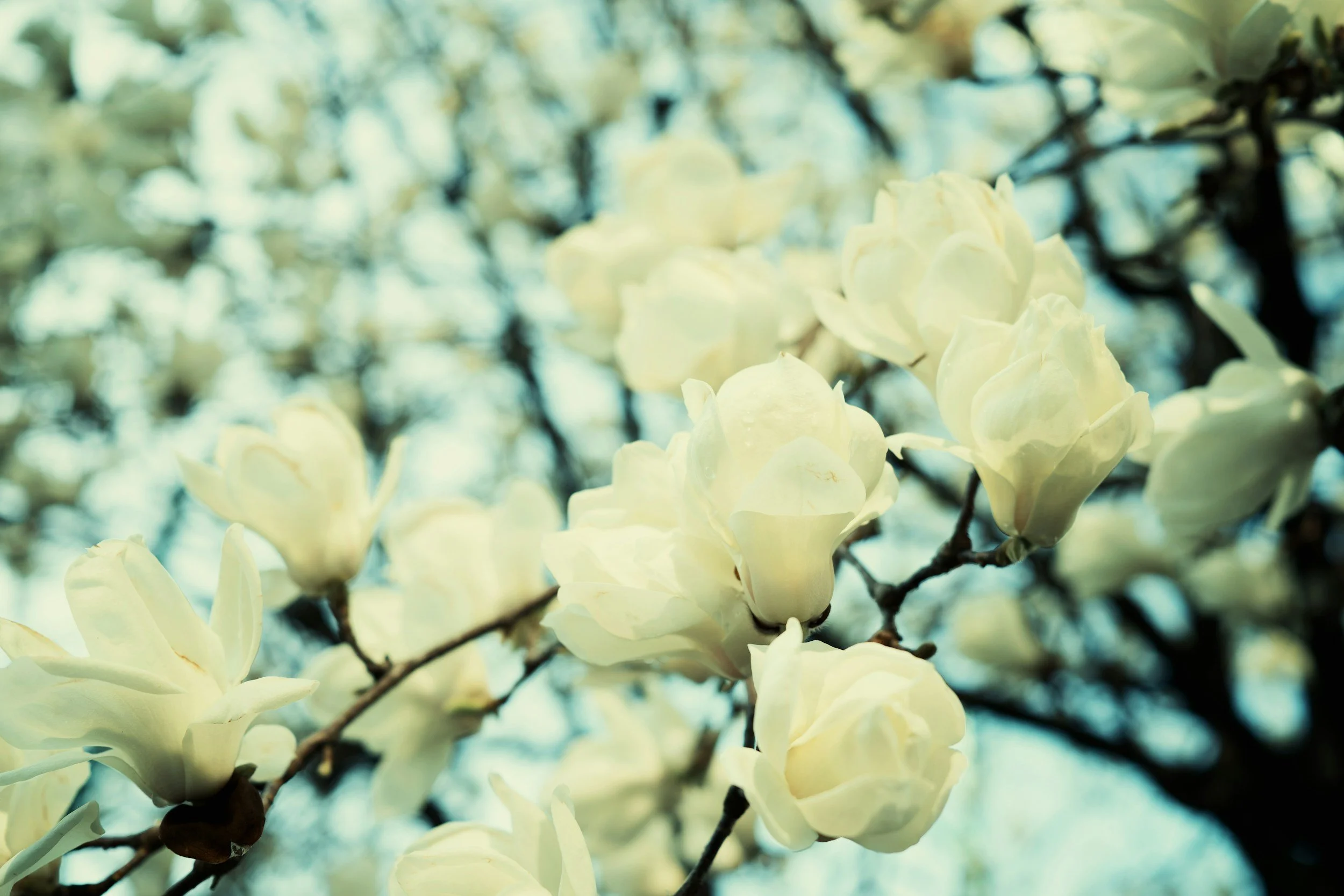 Cream-colored magnolia flowers on tree branches with blurred background.