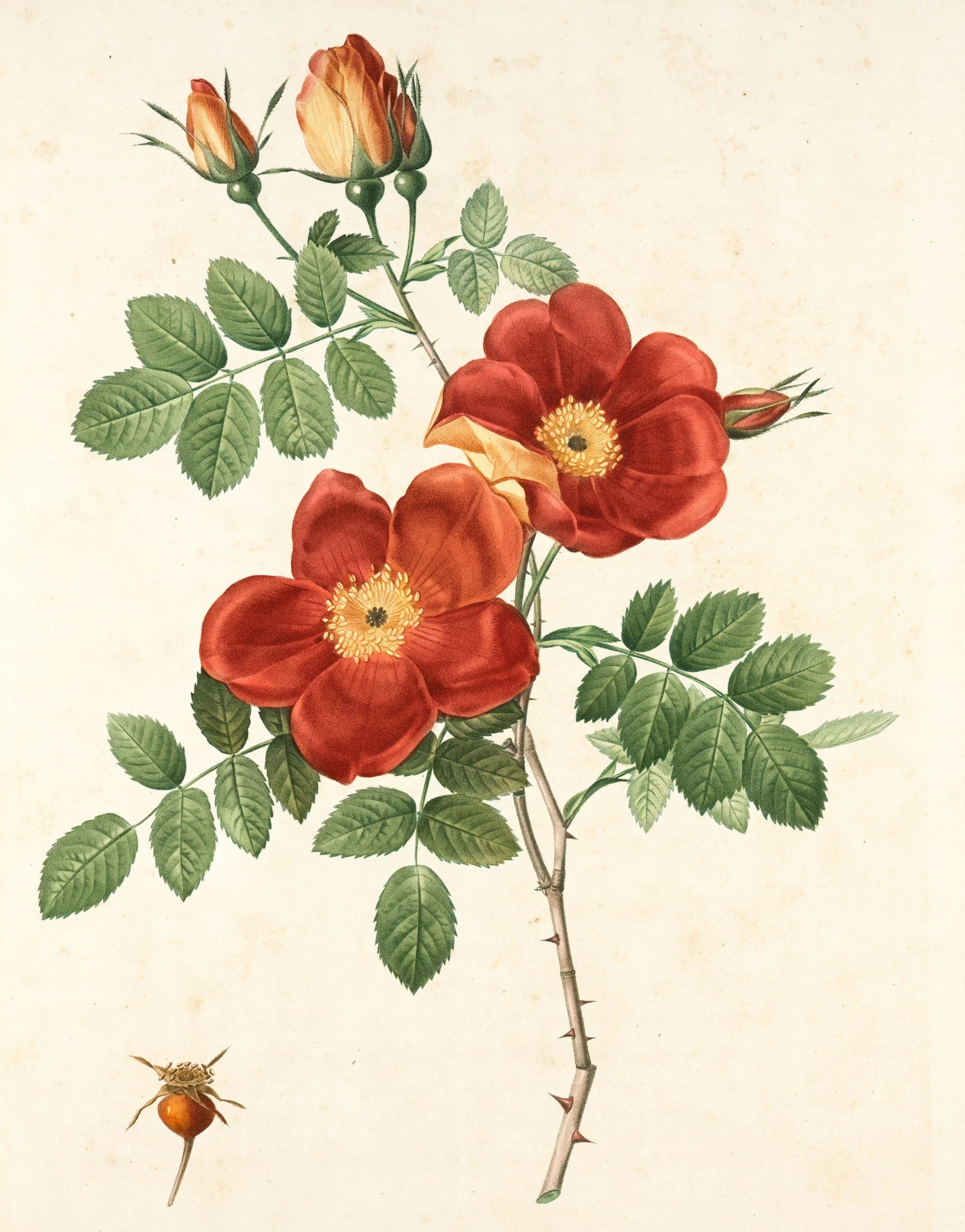 Illustration of red and yellow flowers with green leaves