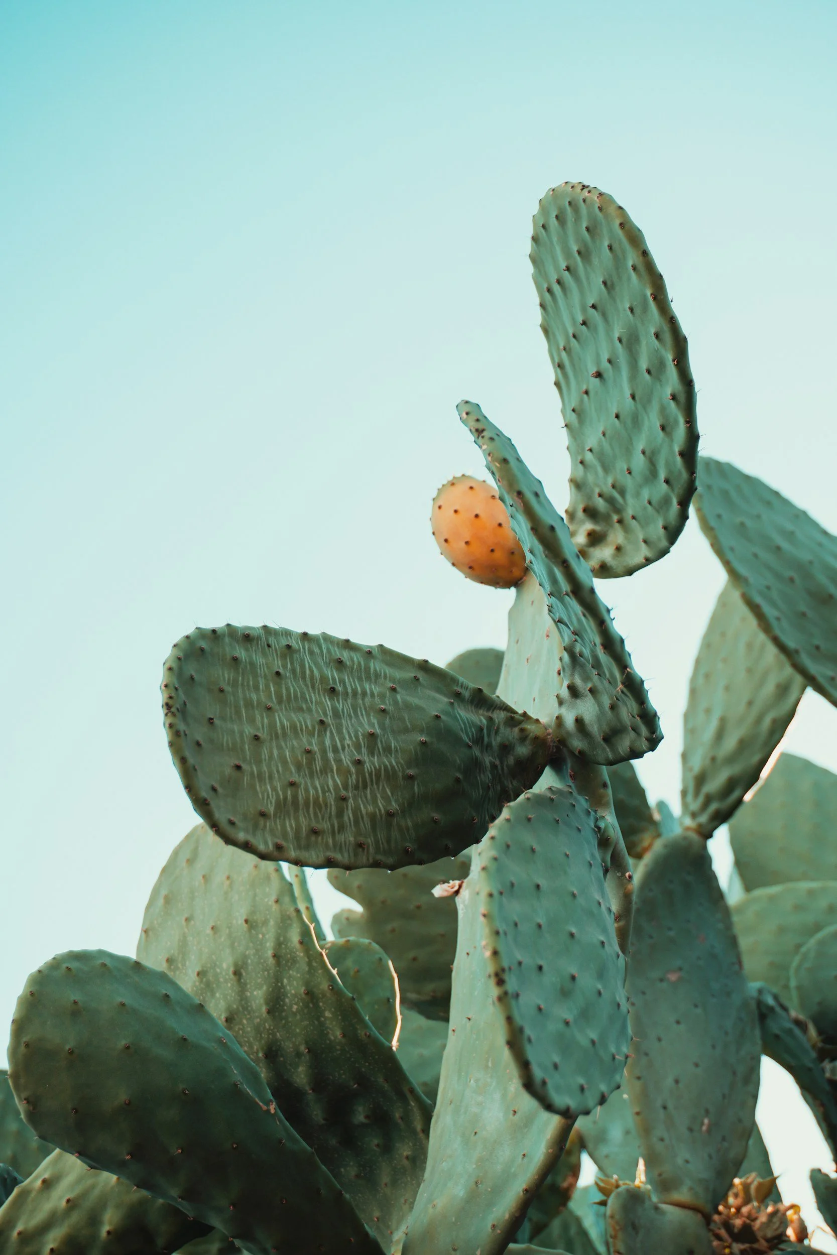 Picture of a green cactus with one orange bud, with a light blue sky in the background.