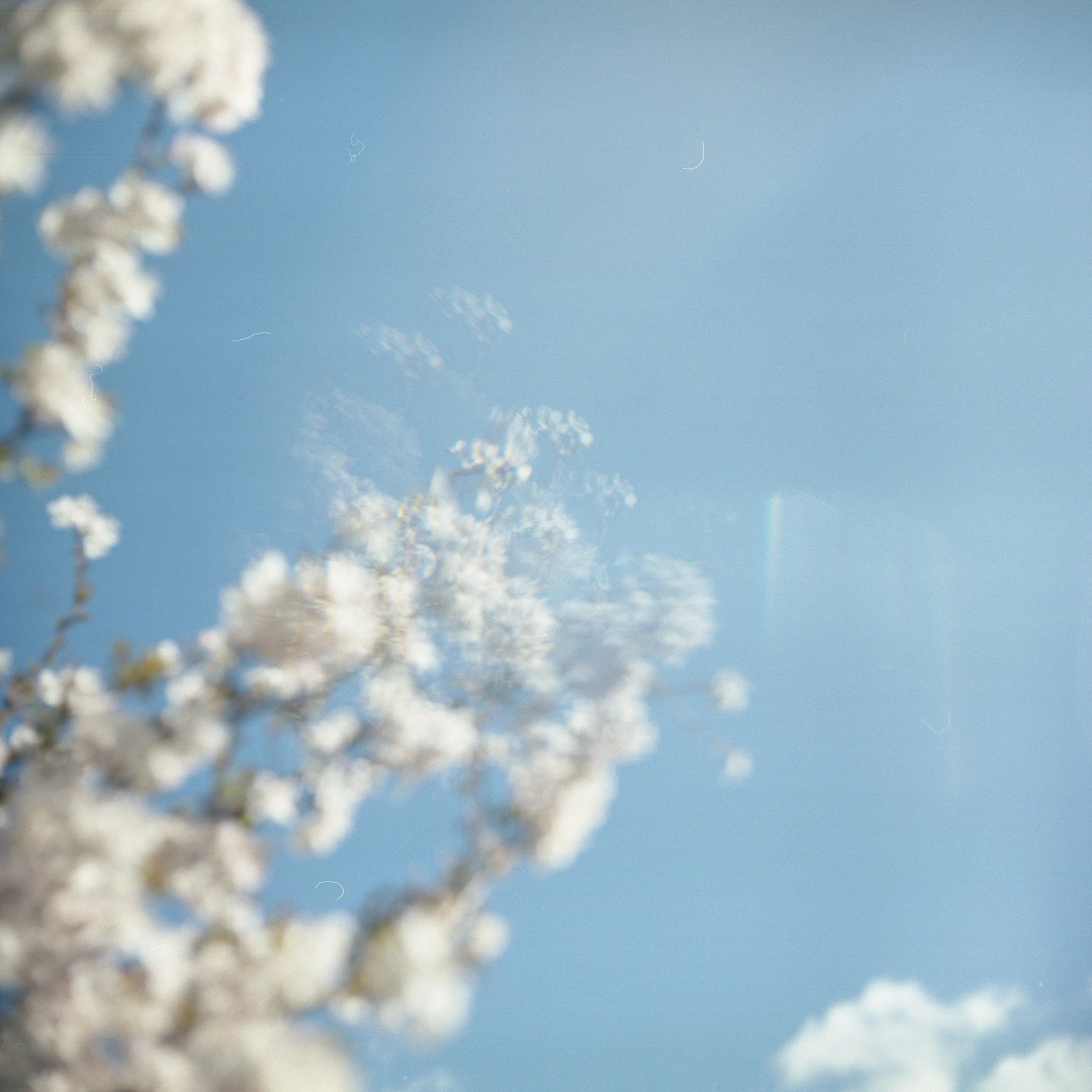 Photo of white flowers against a blue sky