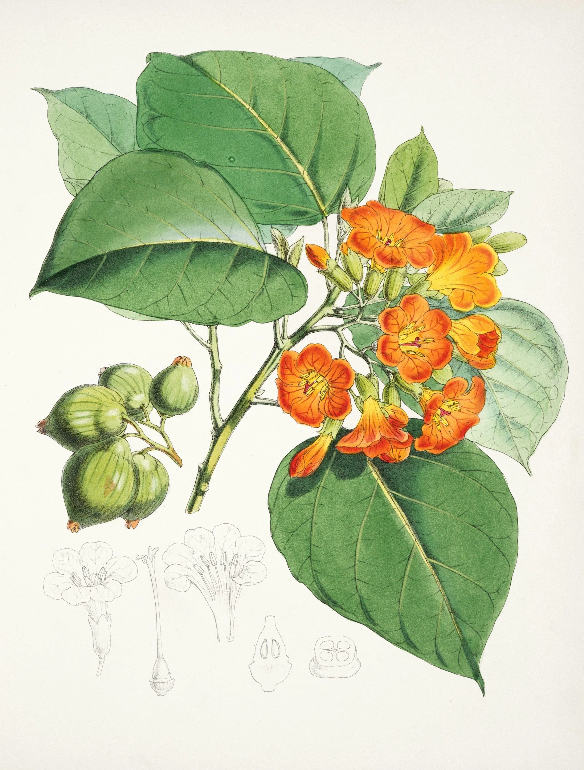 A vintage botanical illustration of a tropical flowering plant with clusters of vibrant orange trumpet-shaped flowers and large, broad dark green leaves.