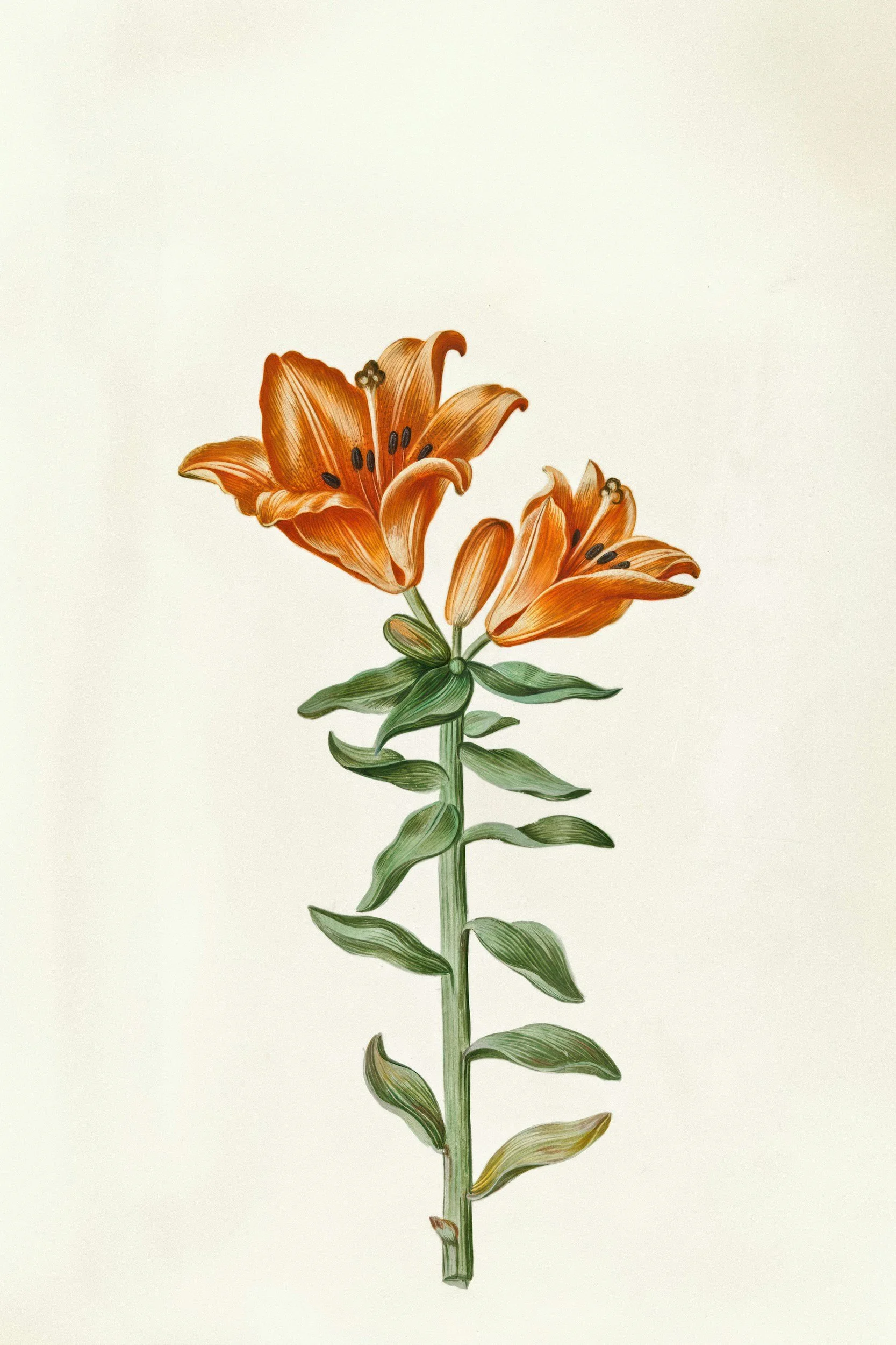 A detailed botanical illustration two tiger lillies that are orange and yellow.
