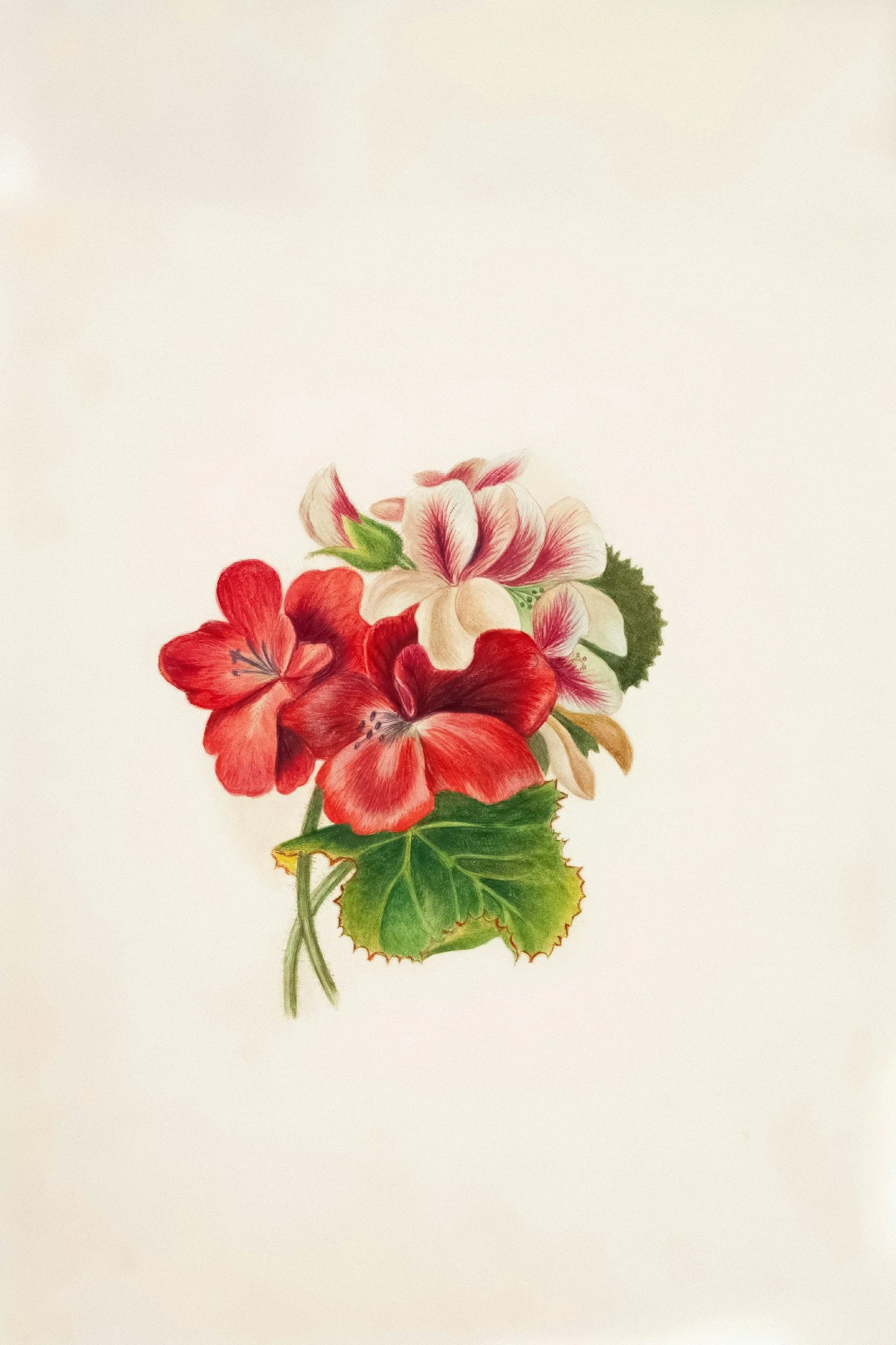 A vintage botanical illustration of a geranium showing a cluster of bold red and white flowers with dark veining on the petals.