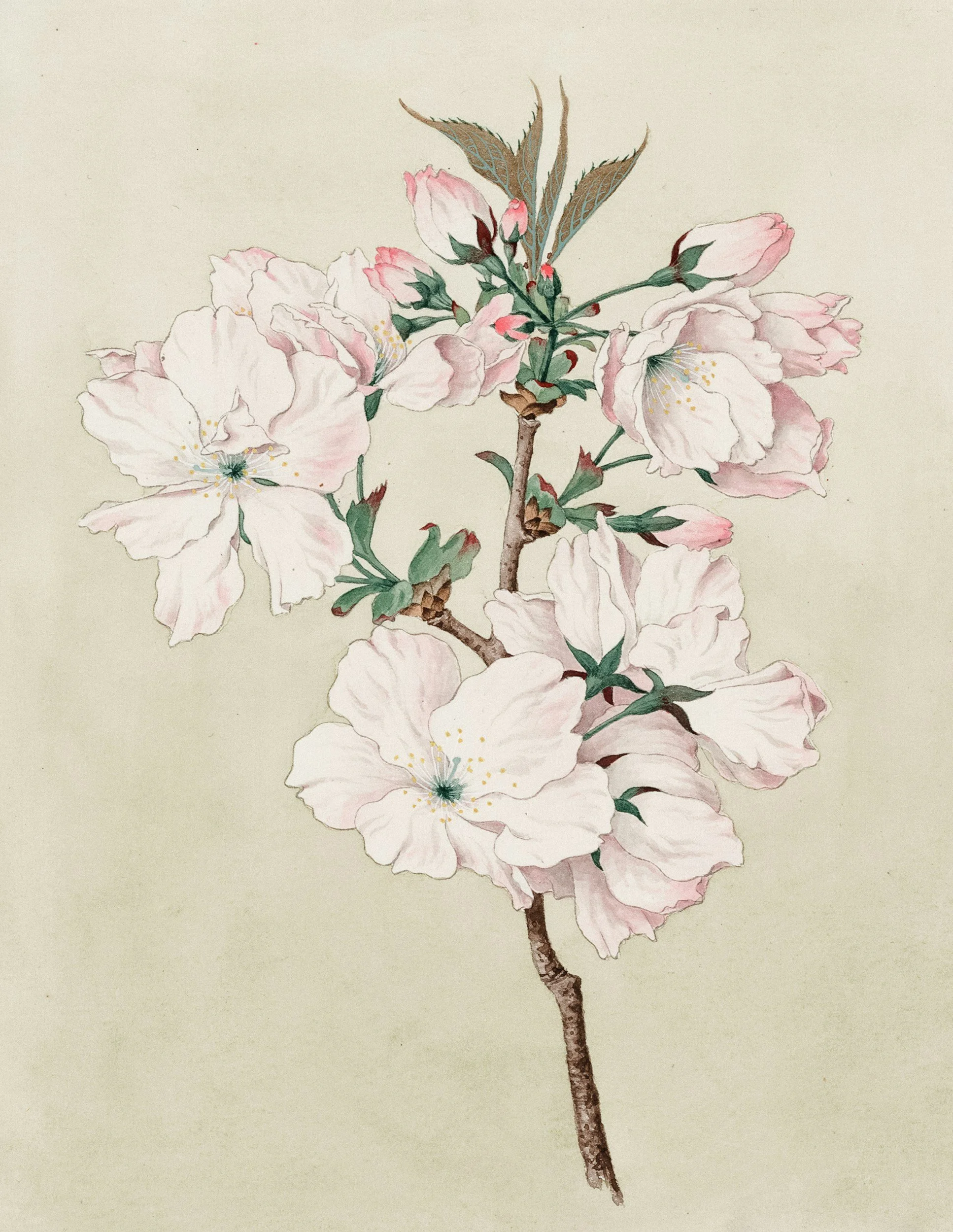 A delicate botanical watercolor illustration of a cherry blossom branch in bloom.