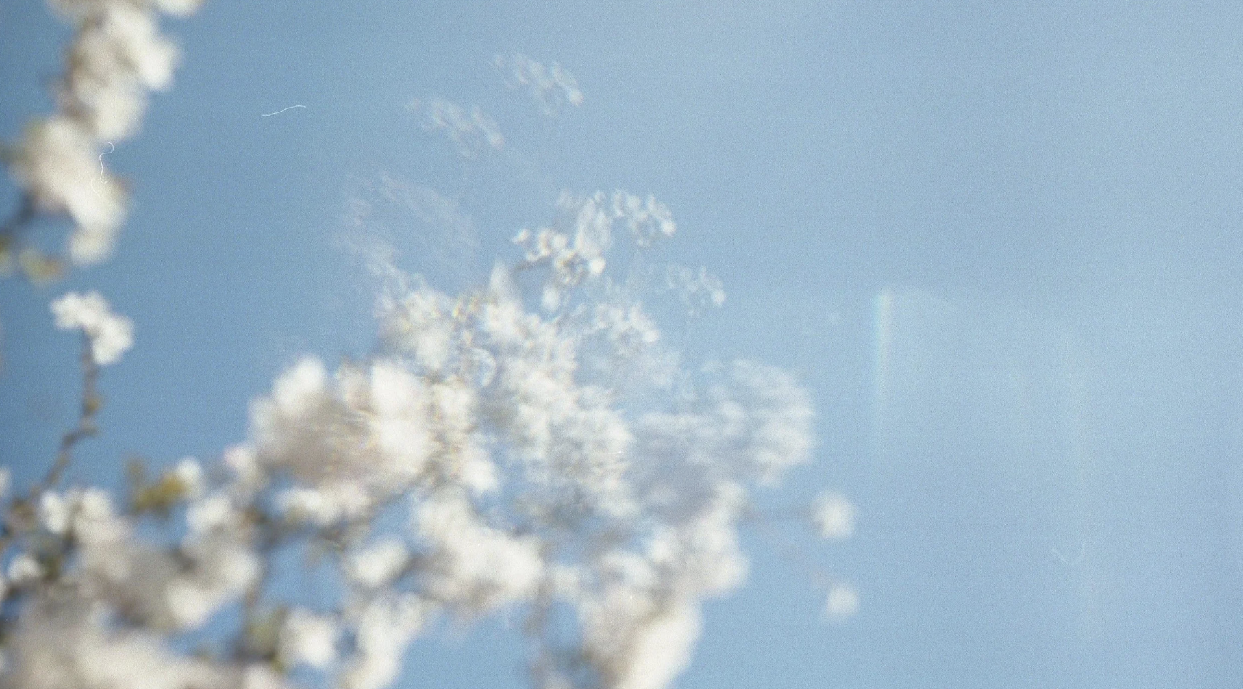Photo of white flowers against a blue sky — IFS Therapy for People Pleasing in Los Angeles