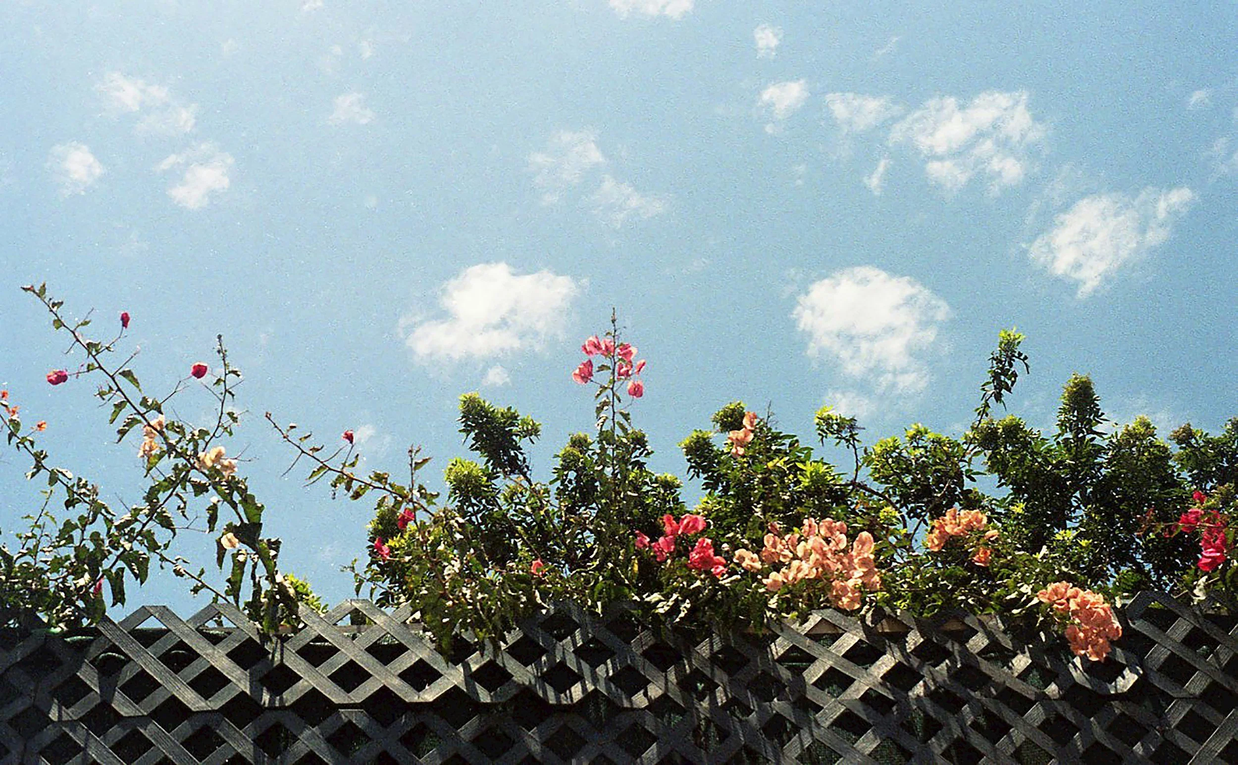Photo looking up at a face with flowers hanging over, a blue sky with light clouds. - IFS Therapist Los Angeles