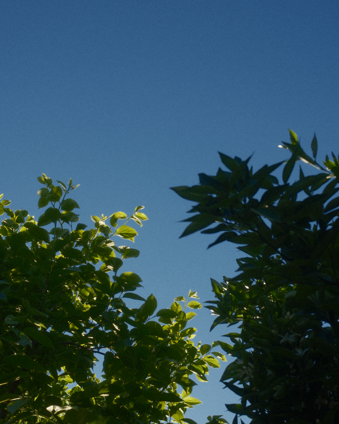 Photo of tree branches with leaves against a blue sky.
