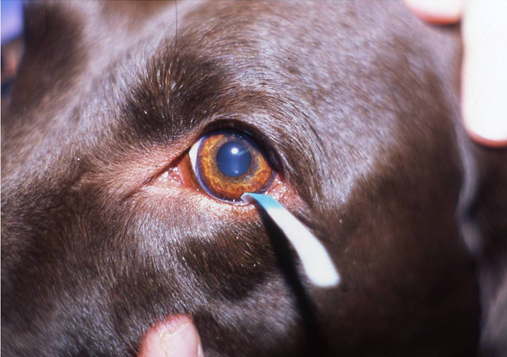 Dry eye (KCS, Keratoconjunctivitis Sicca)