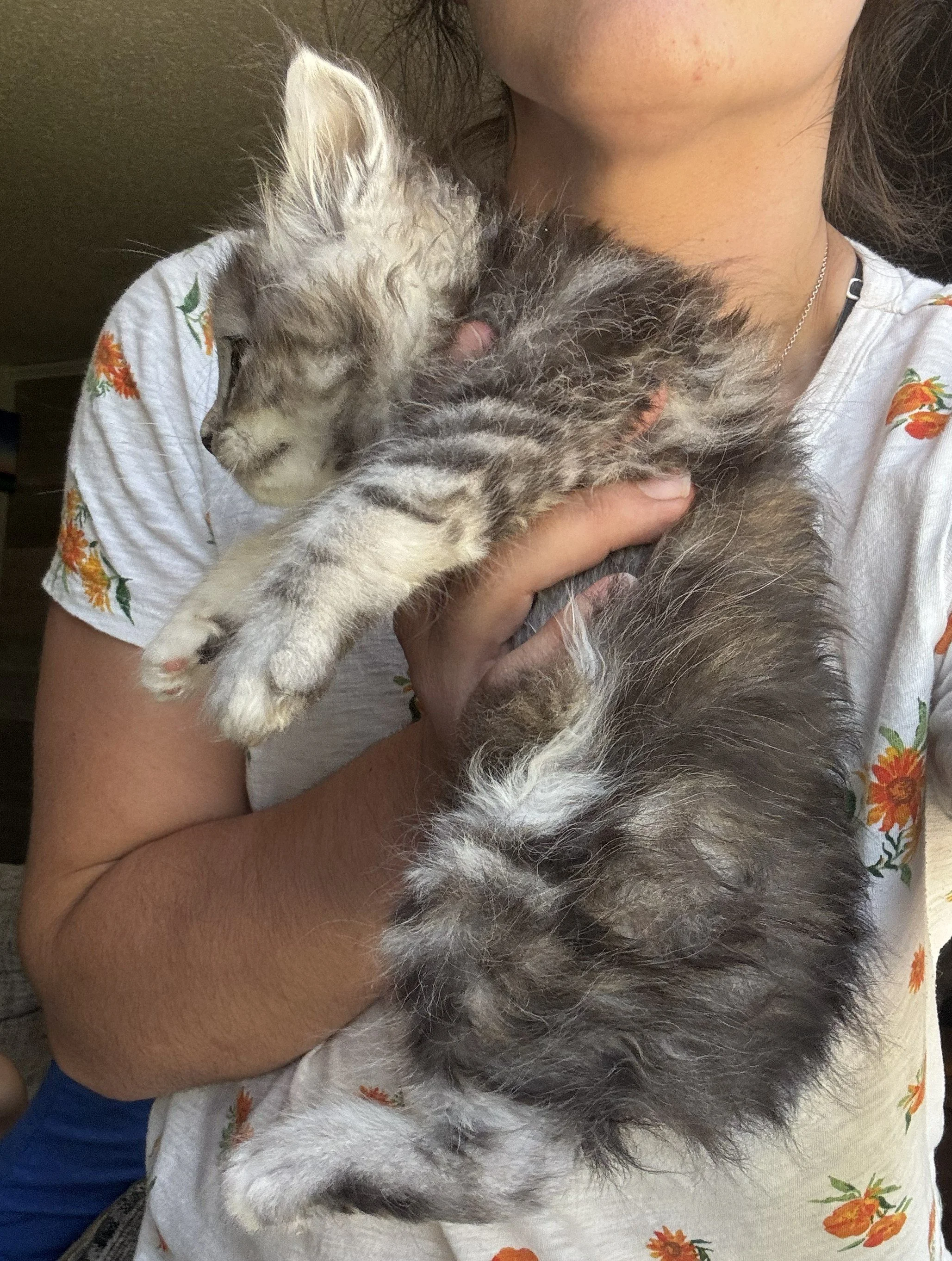 kitty 2.jpg