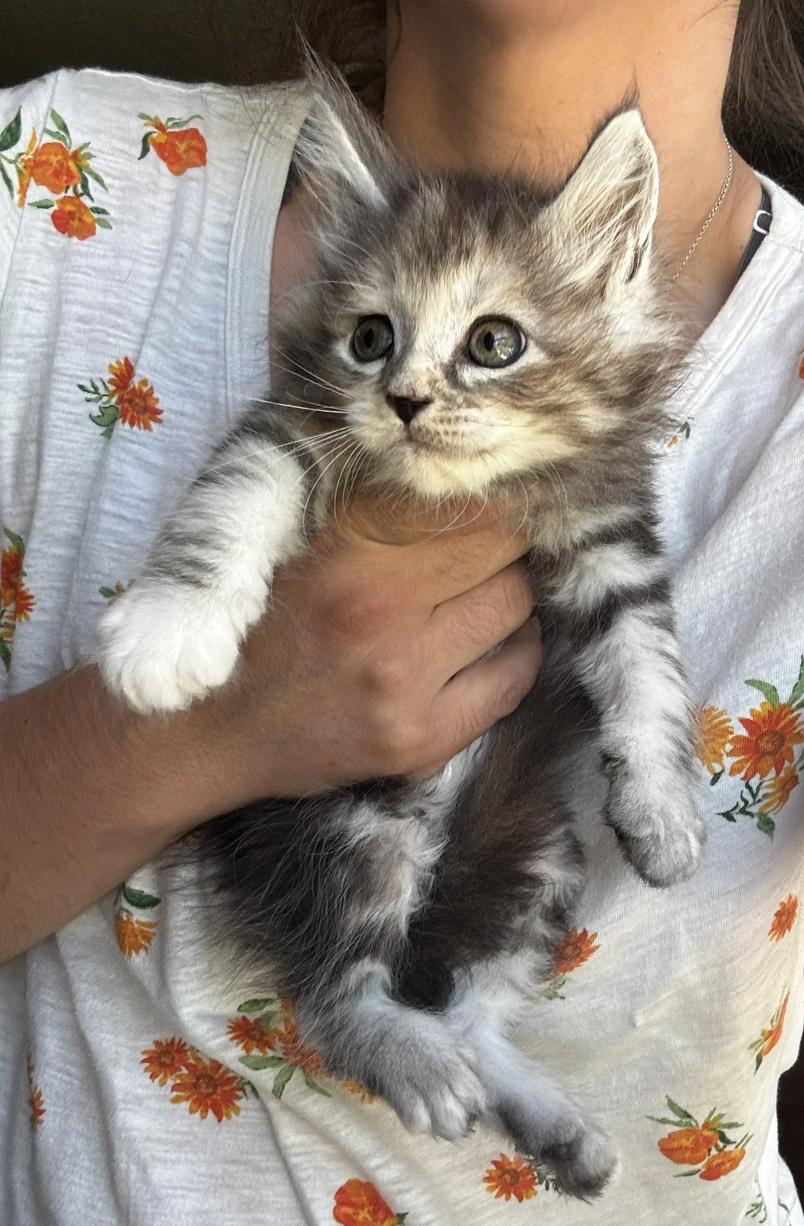 kitty 1.jpg