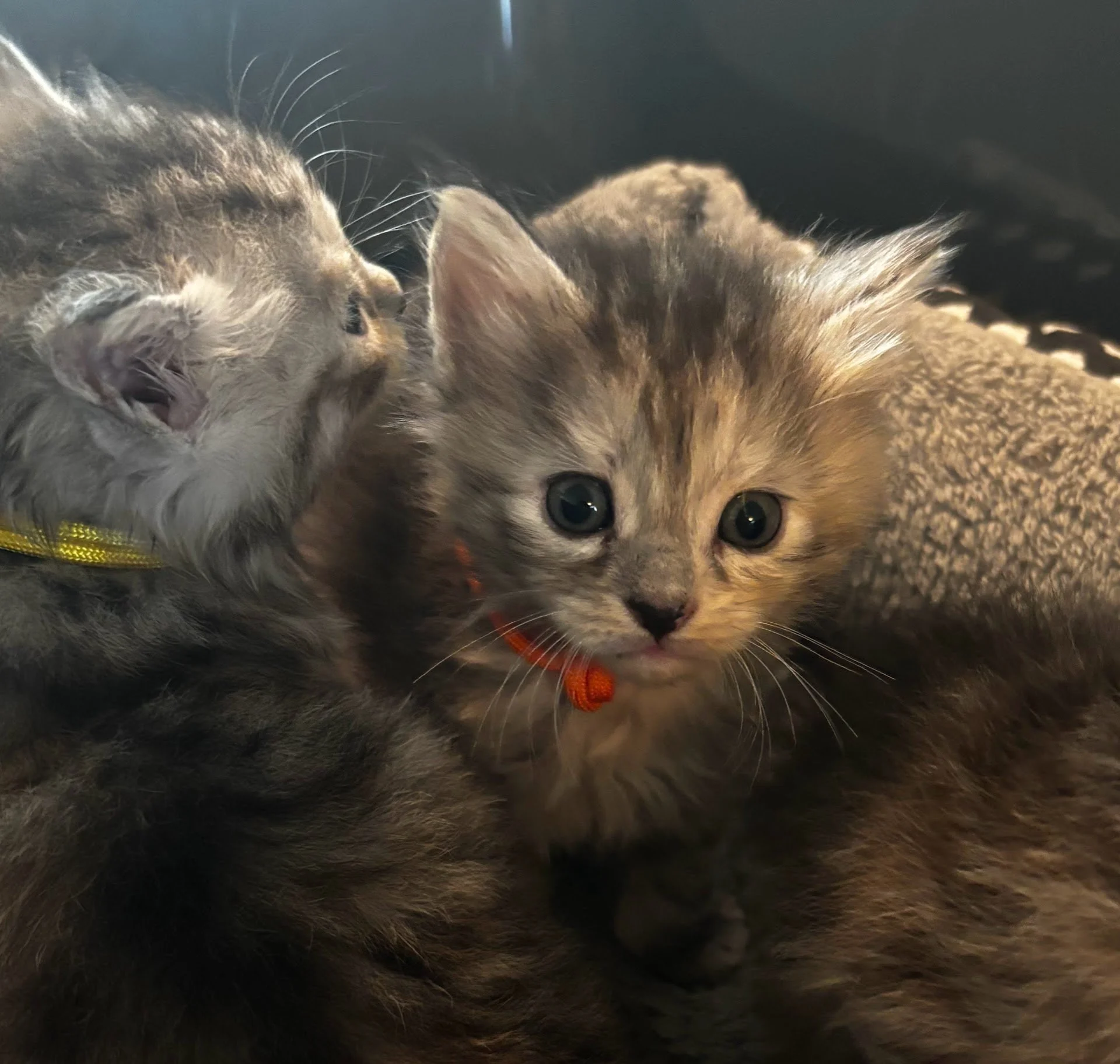 orange collar female 2.jpg