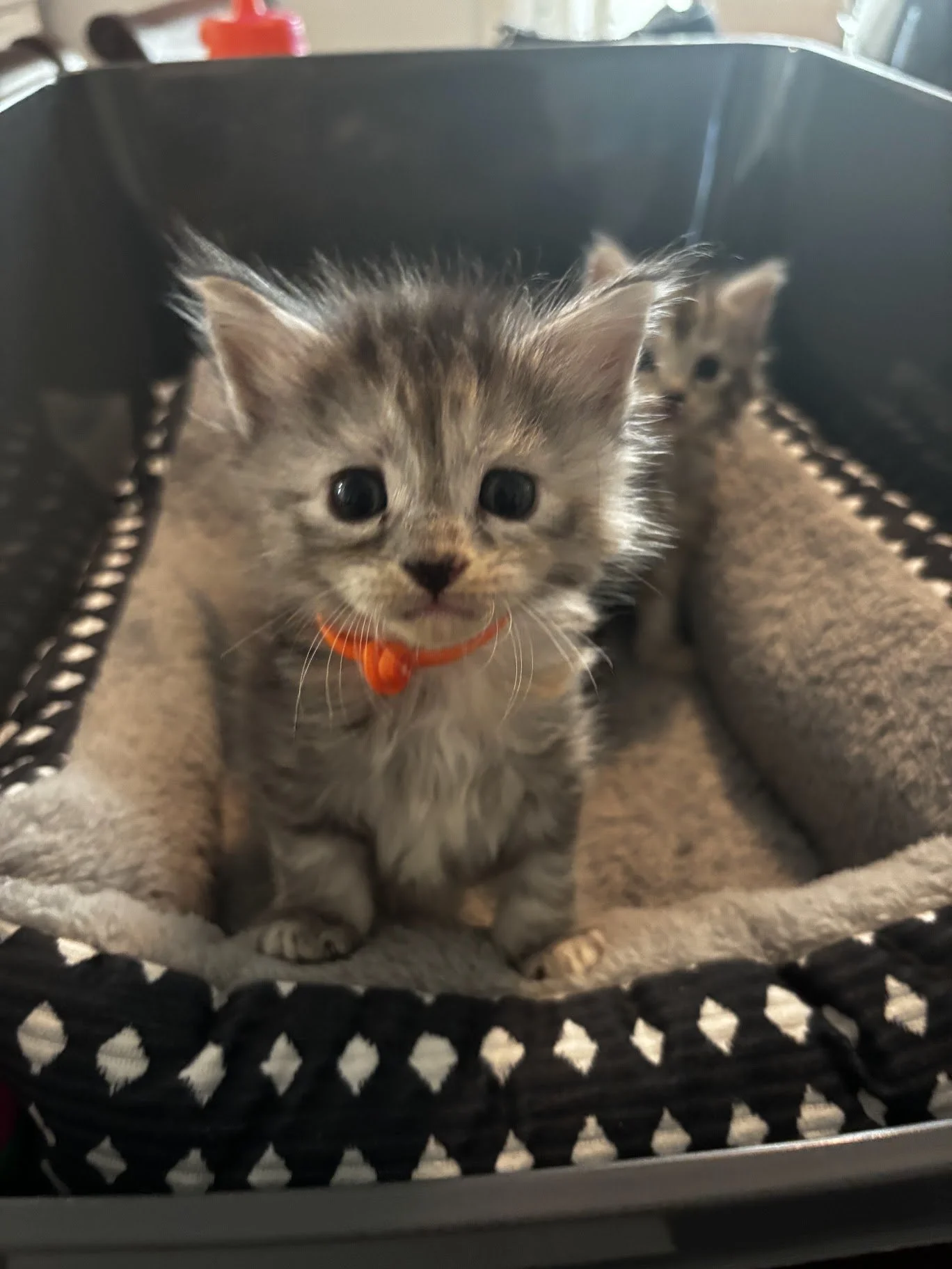 orange collar female.jpg