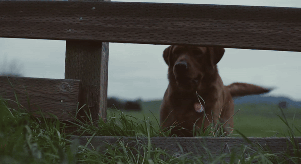 dog5-ezgif.com-video-to-gif-converter.gif