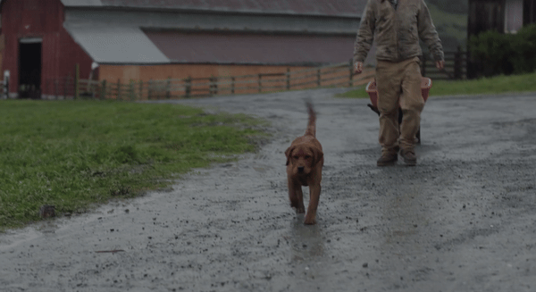 dog3-ezgif.com-video-to-gif-converter.gif