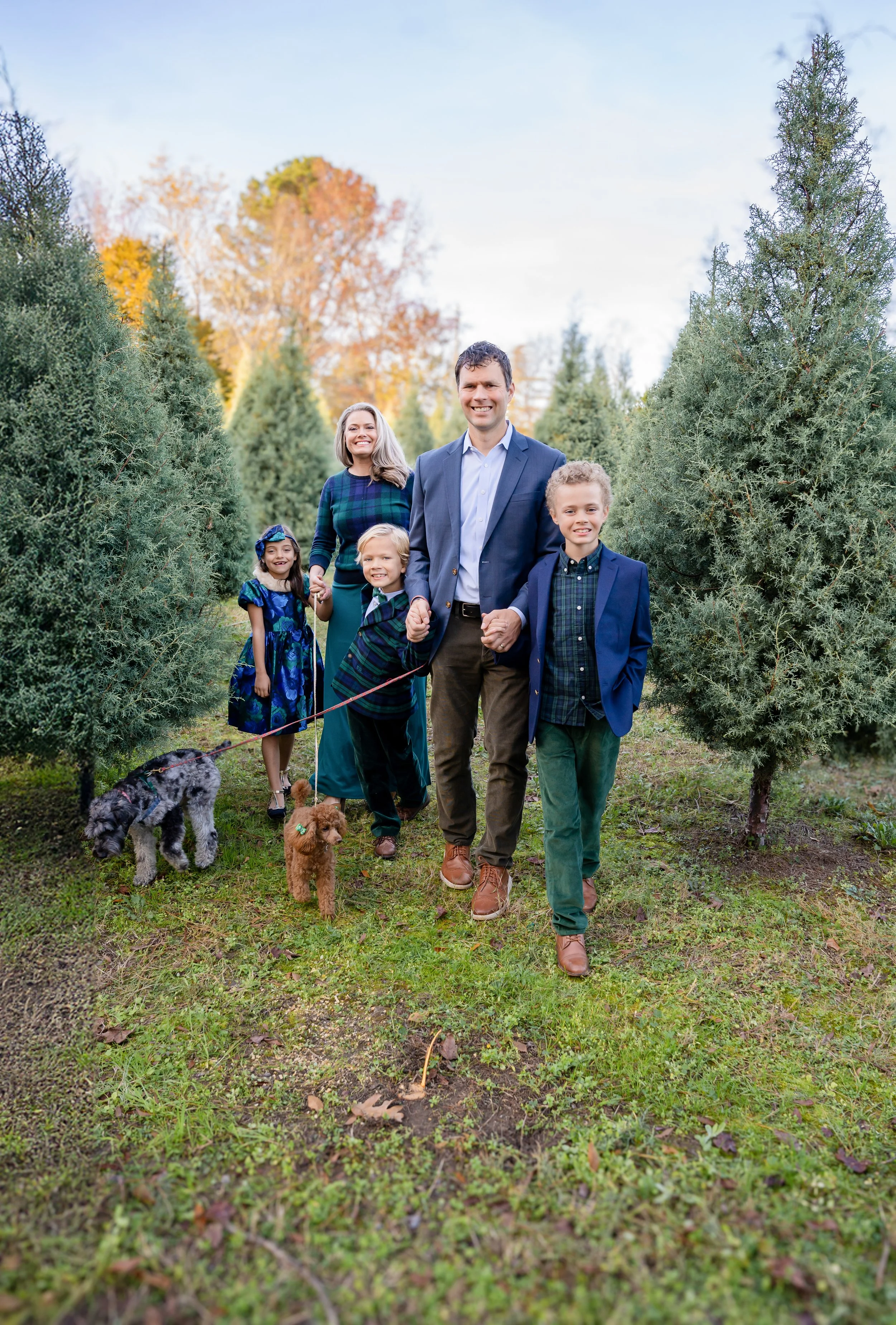 A family of five and two dogs walking through a Christmas tree farm with green trees and autumn-colored trees in the background during session with raleigh family photographer