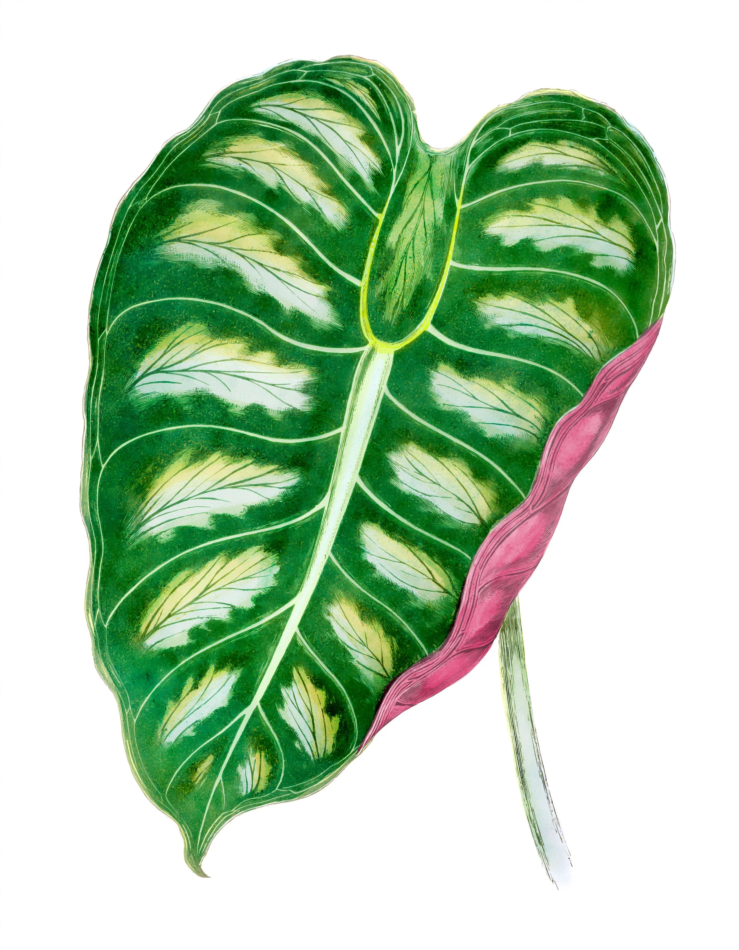 Beyond Clearing Trash: Blocking the IDOL Enzyme Could Revolutionize Alzheimer's Care