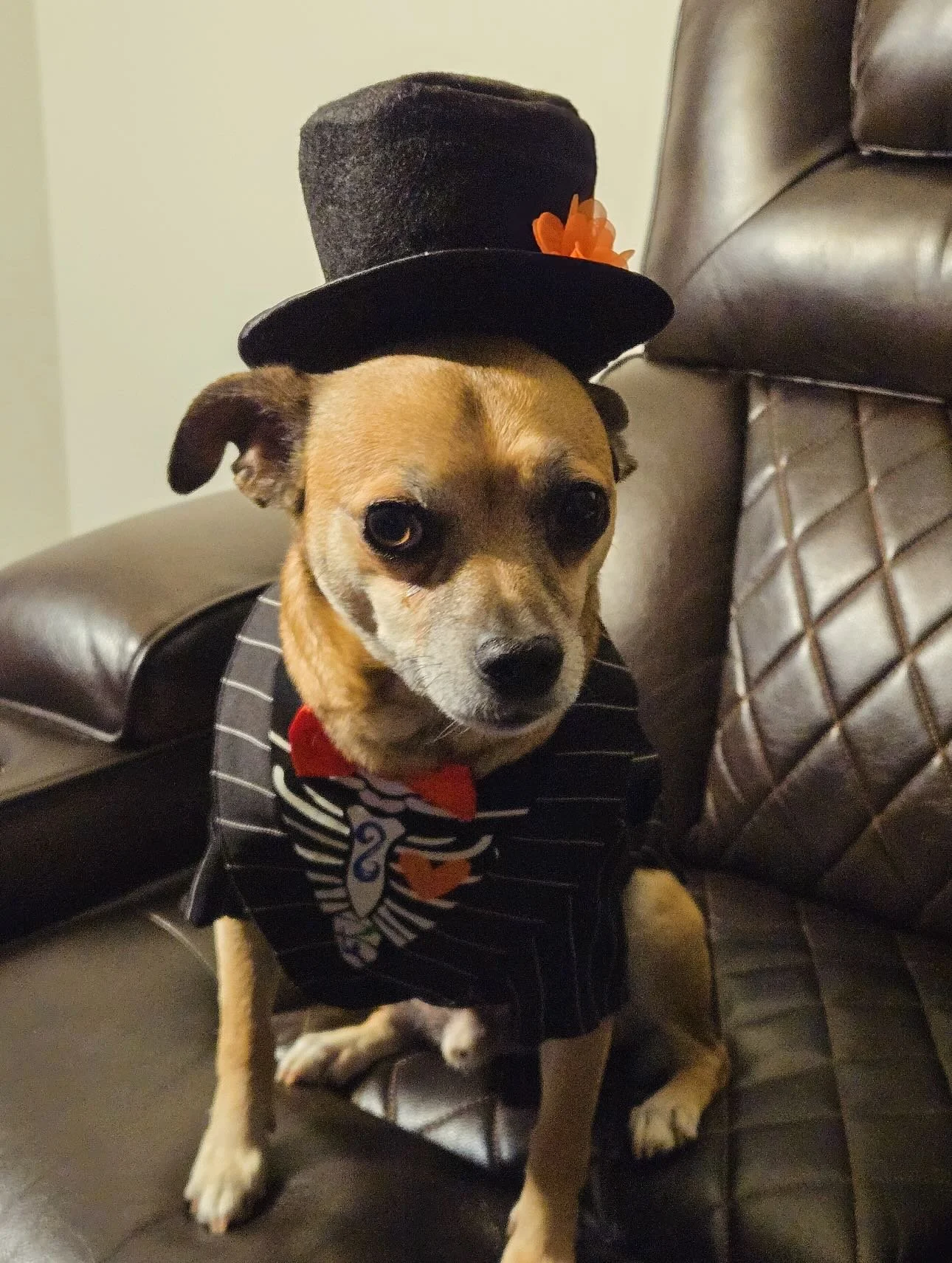 Don&rsquo;t forget to enter your kitties and pups into The Park at Salisbury costume contest!! We have a new submission from Katrina! This is her sweet man Prince! We love his spooky outfit and style!