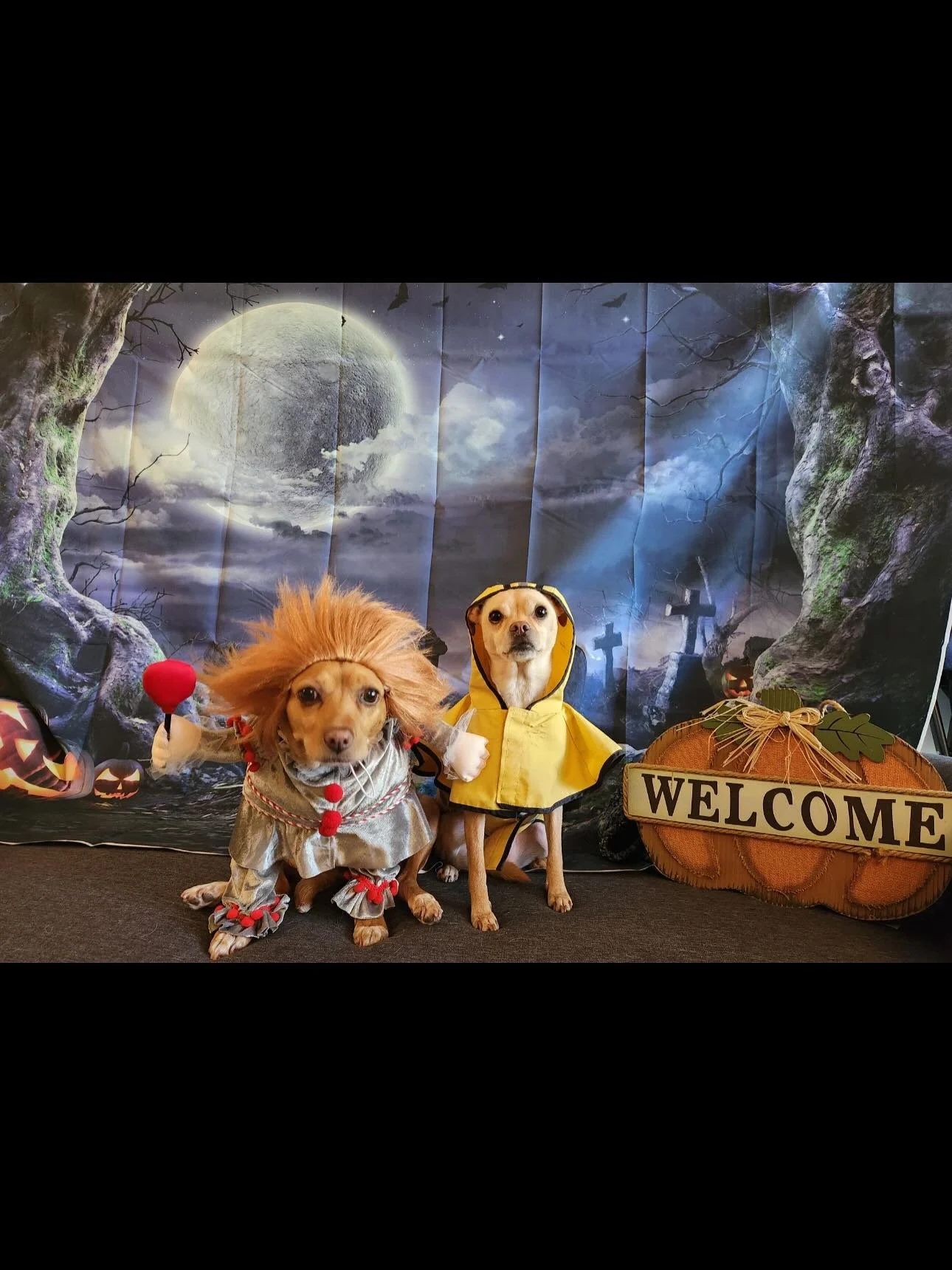 Thank you so much Phenix and Damian for entering Sasha and Salem into the Howl-O-Ween Contest !! Don&rsquo;t forget to submit your sweet pups and kitties 🤍🤍☠️☠️ We love all of the creative and fun costumes!!