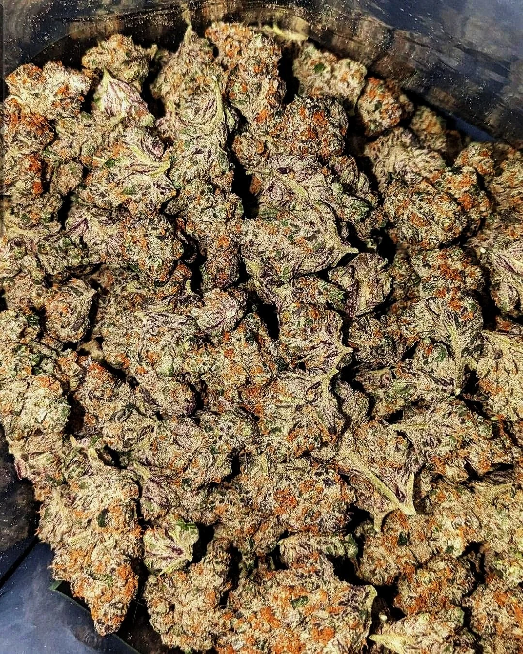 buds.jpg