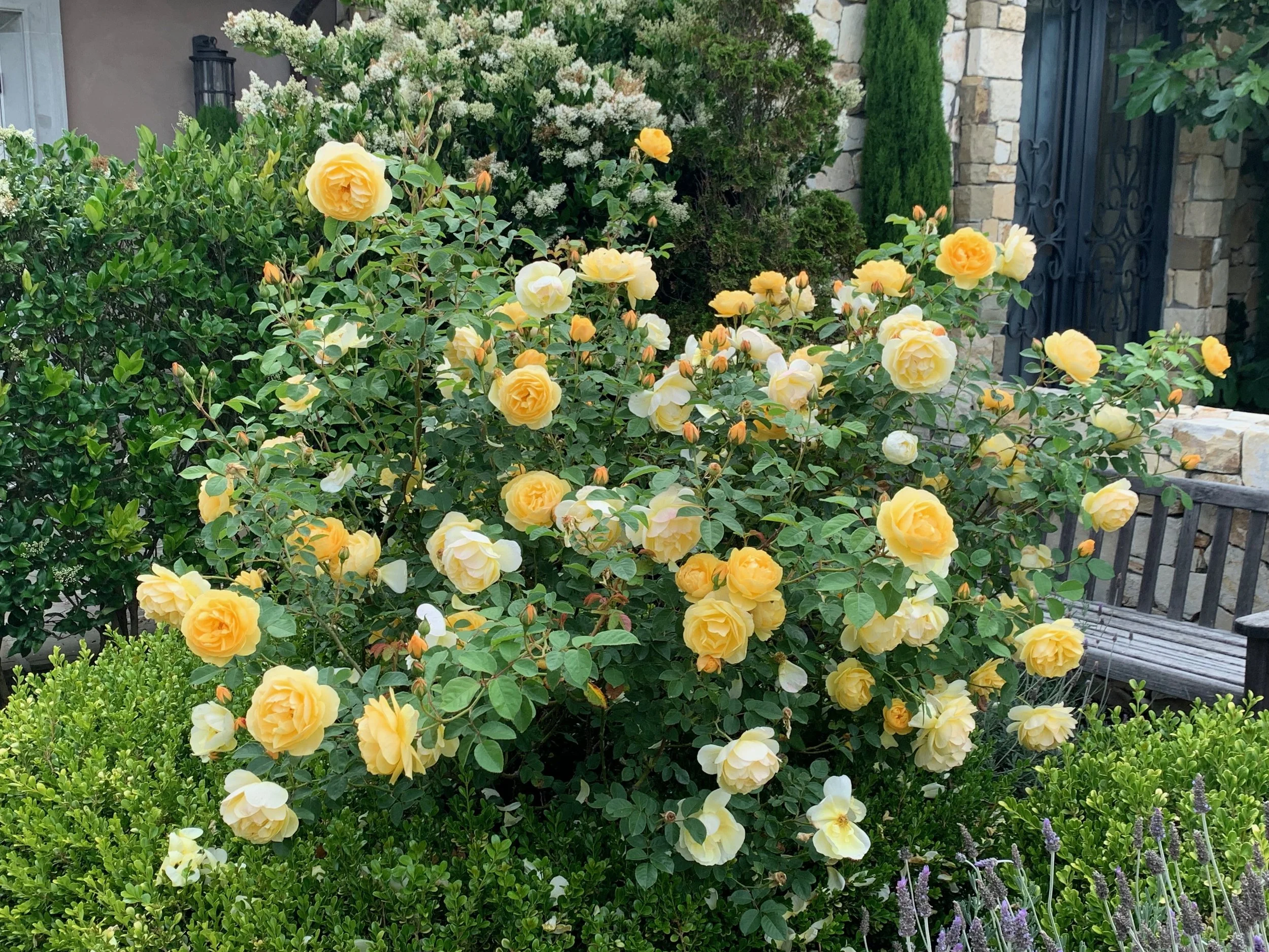 Raffaele Damiano roses