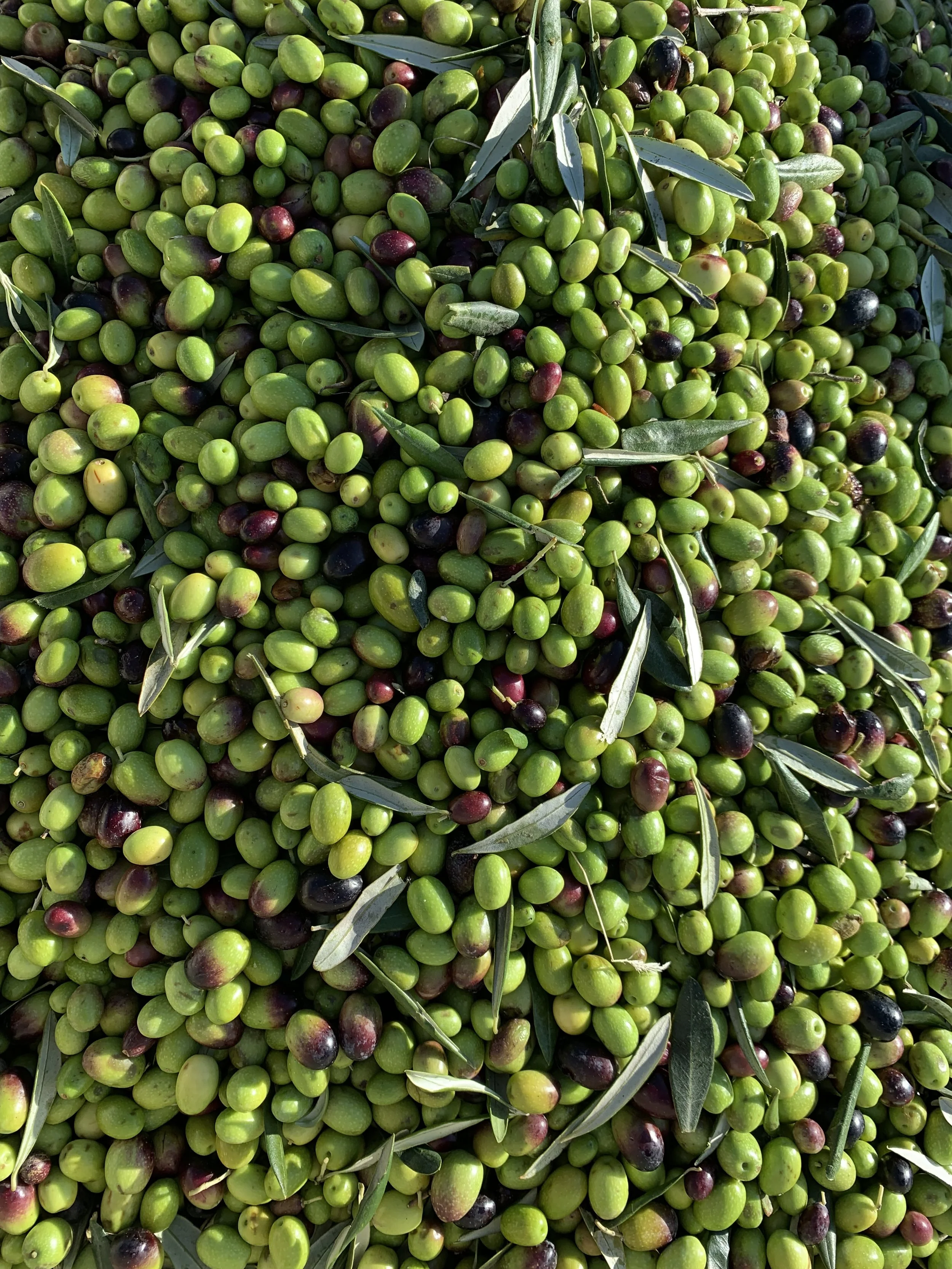 Raffaele Damiano olives