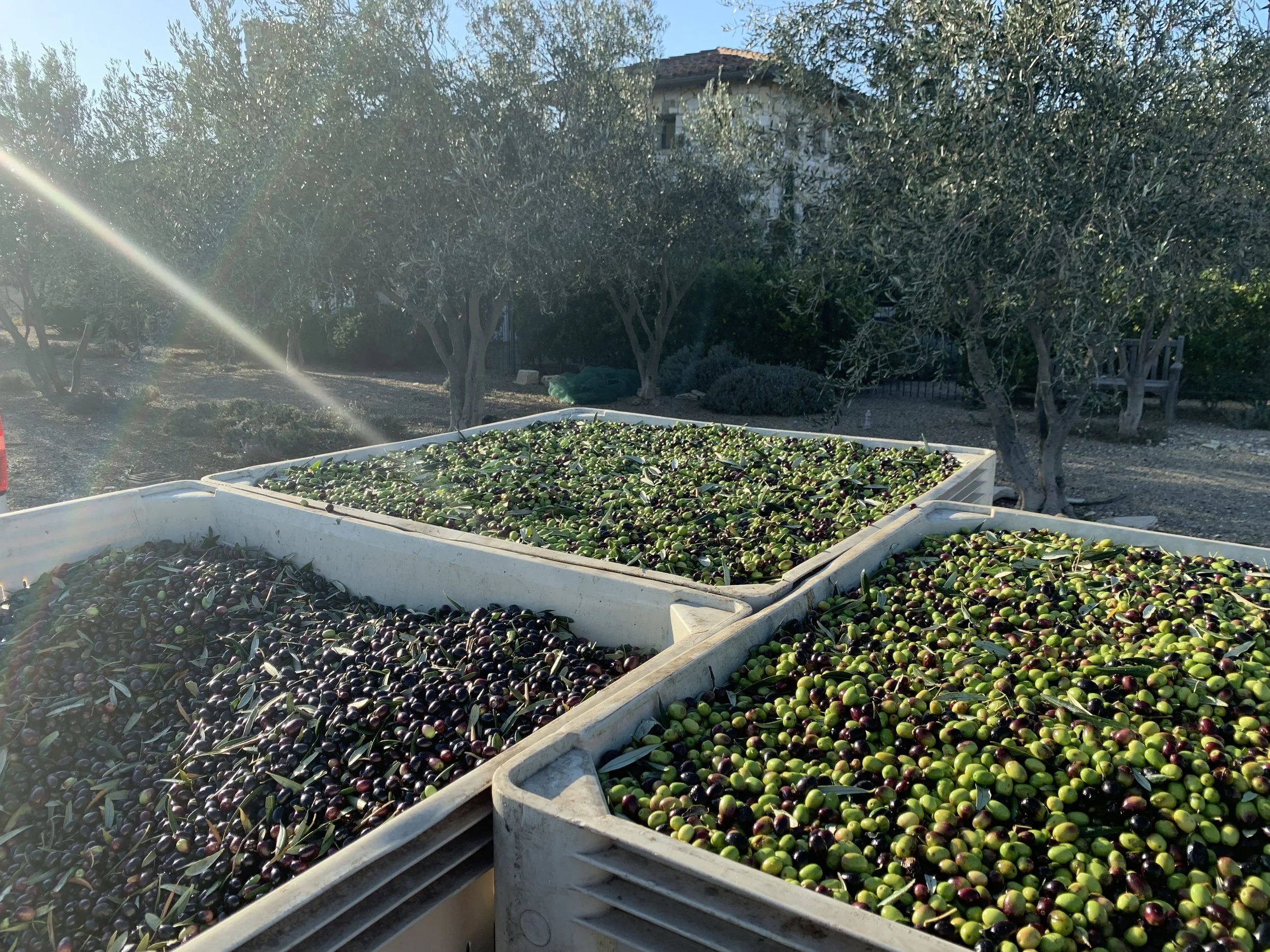 Raffaele Damiano olive harvest