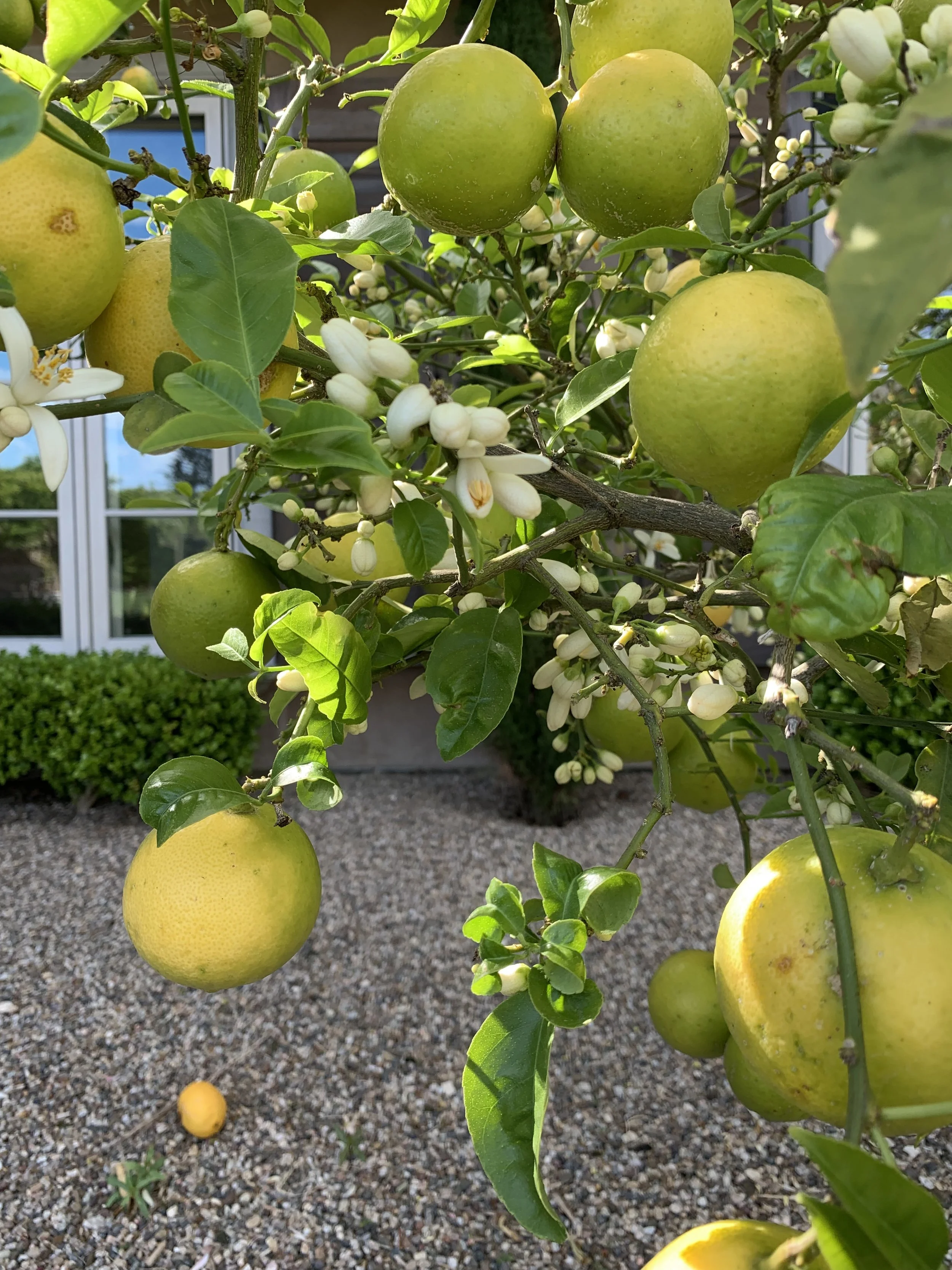 Raffaele Damiano lemons