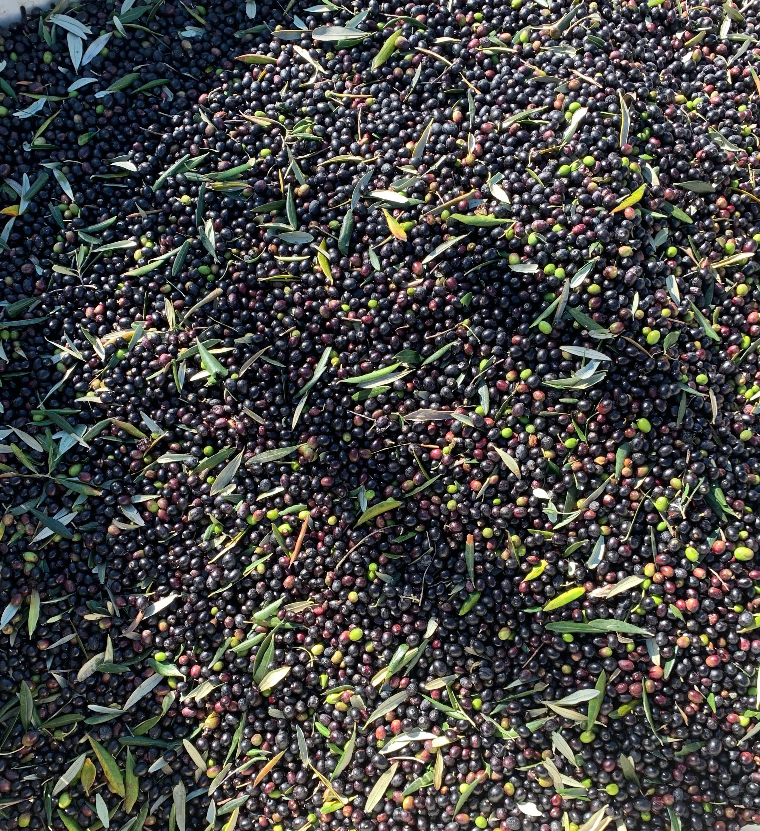 Raffaele Damiano olives