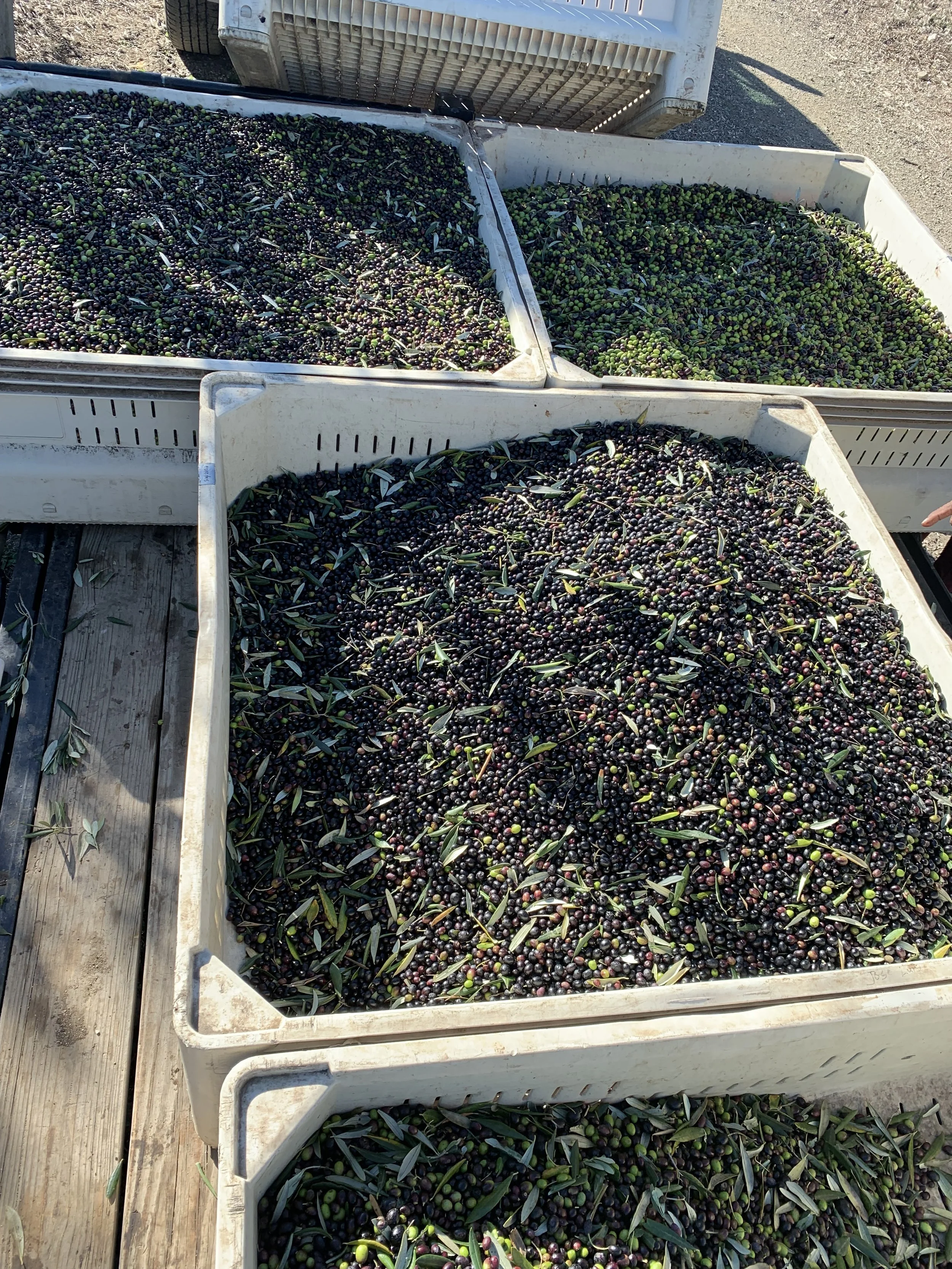 Raffaele Damiano olive harvest