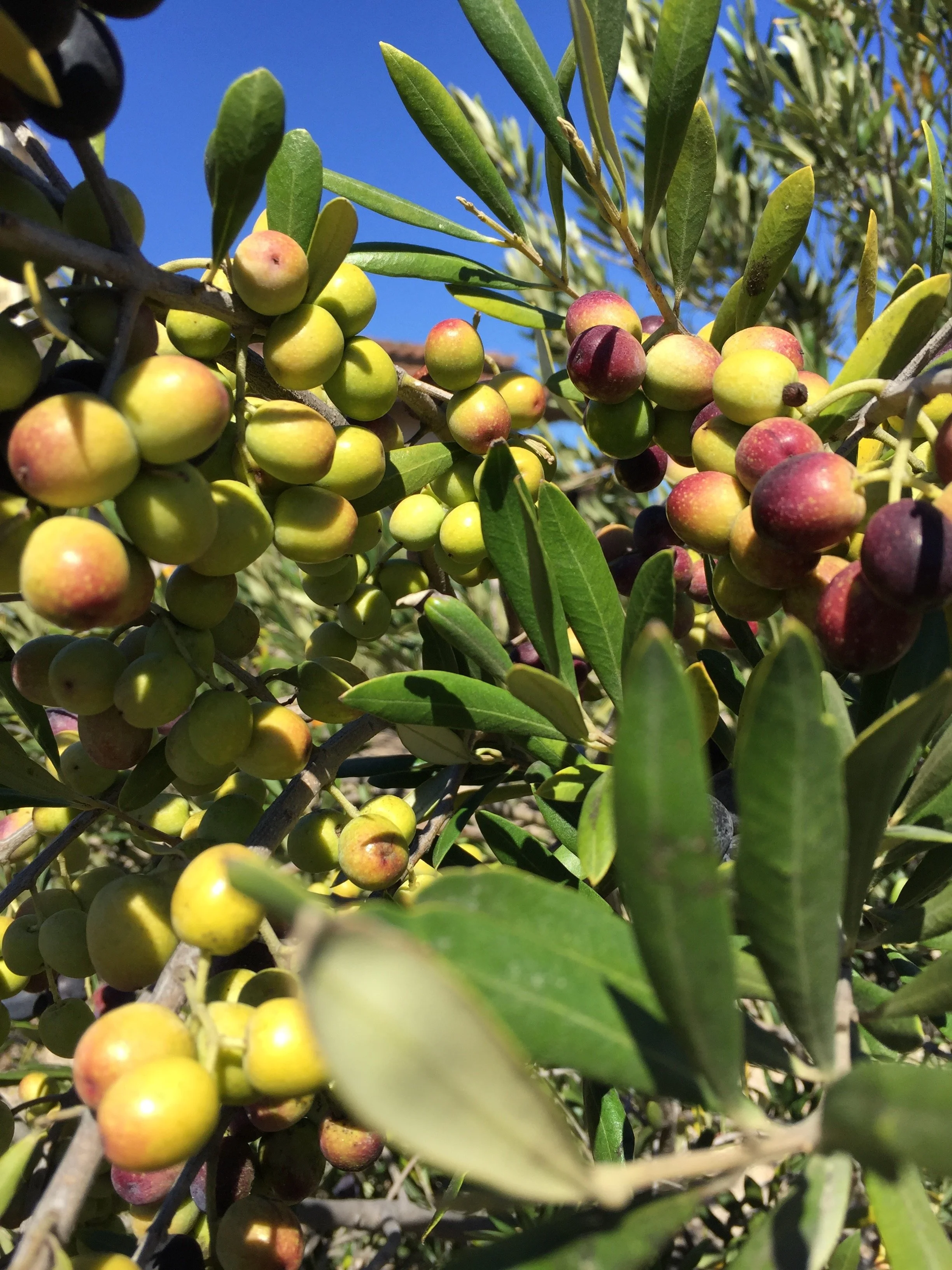 Raffaele Damiano olives