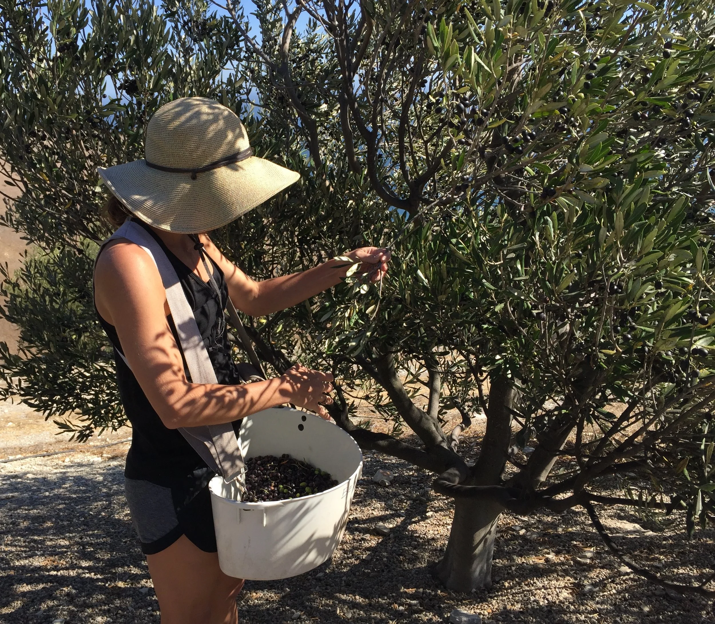 Raffaele Damiano family run olive harvest