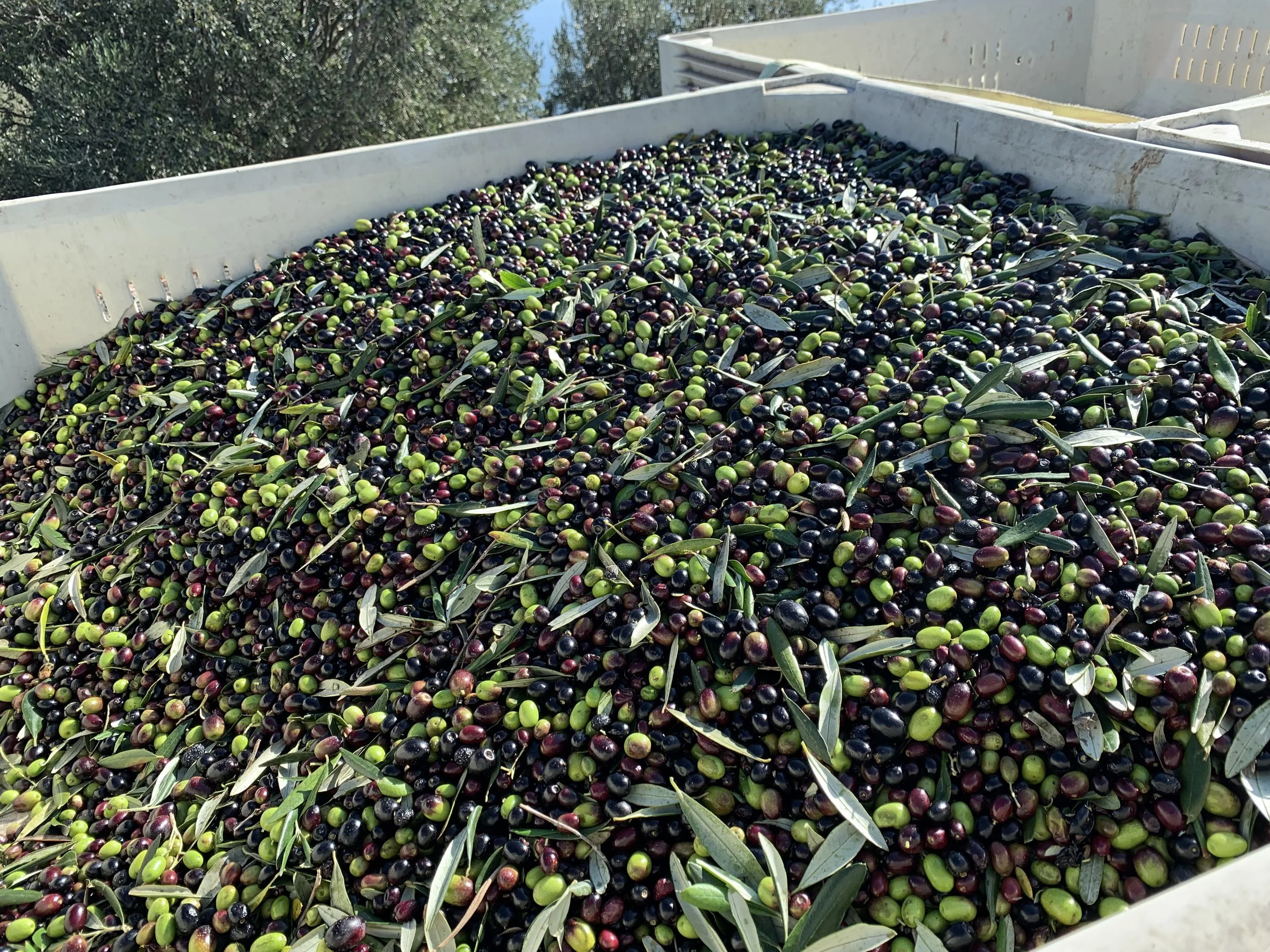 Raffaele Damiano olive harvest