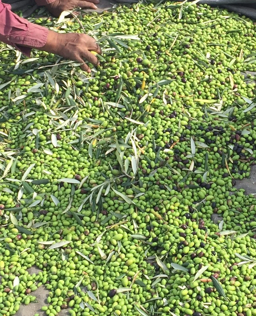 A large pile of freshly harvested green and black olives with some leaves, with a person’s hand reaching into the pile.