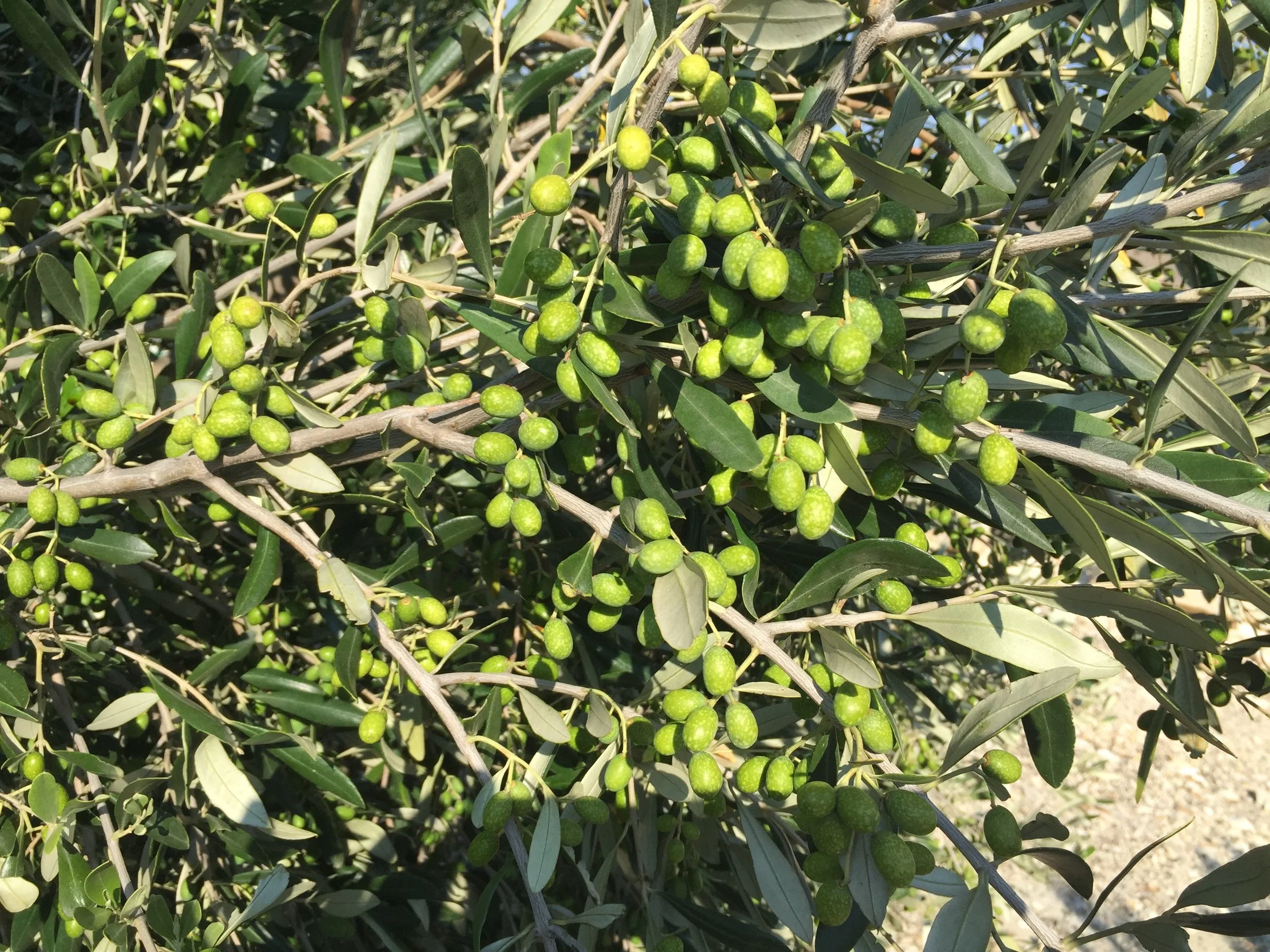 Raffaele Damiano olives