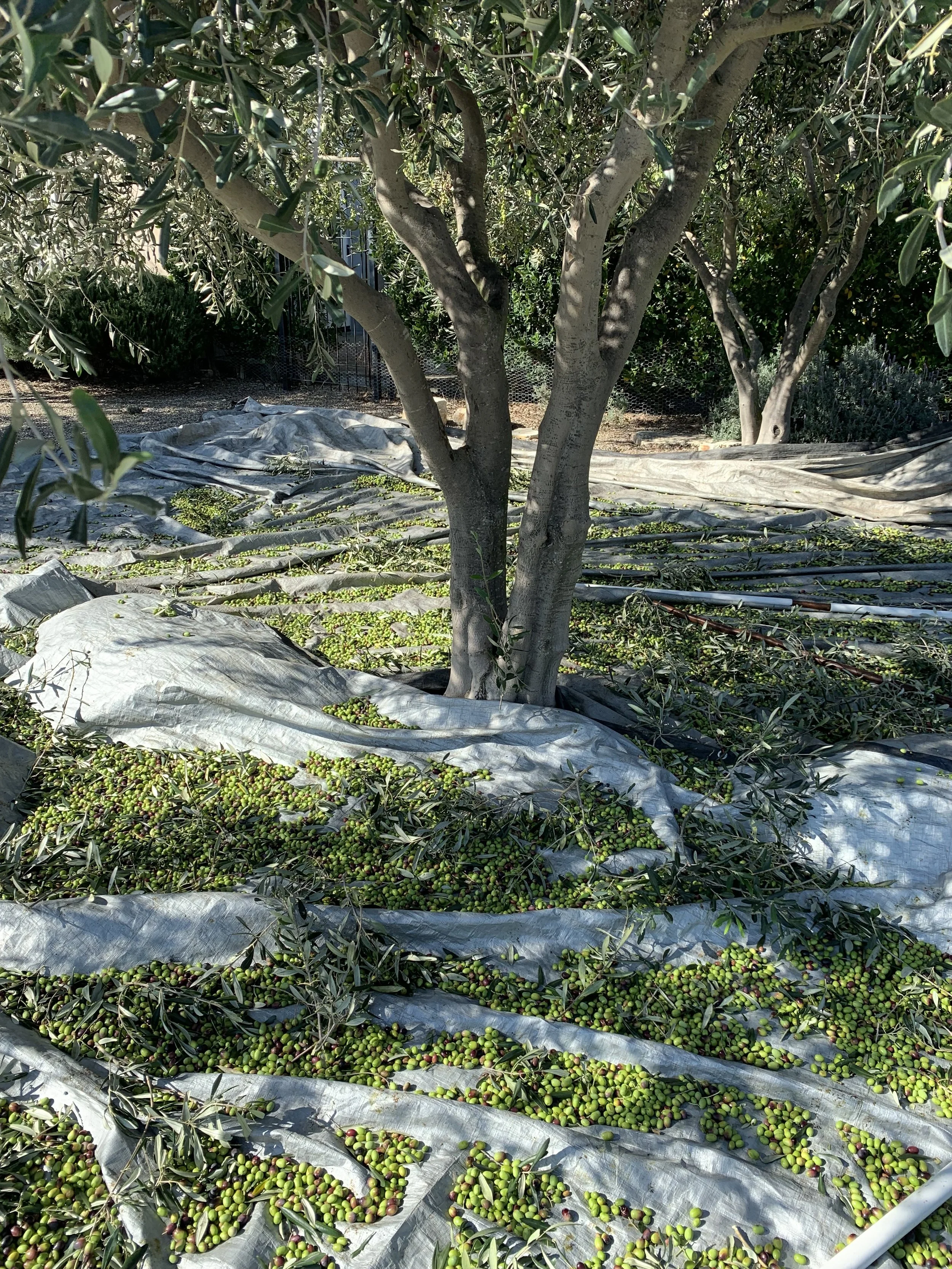 Raffaele Damiano olive harvest