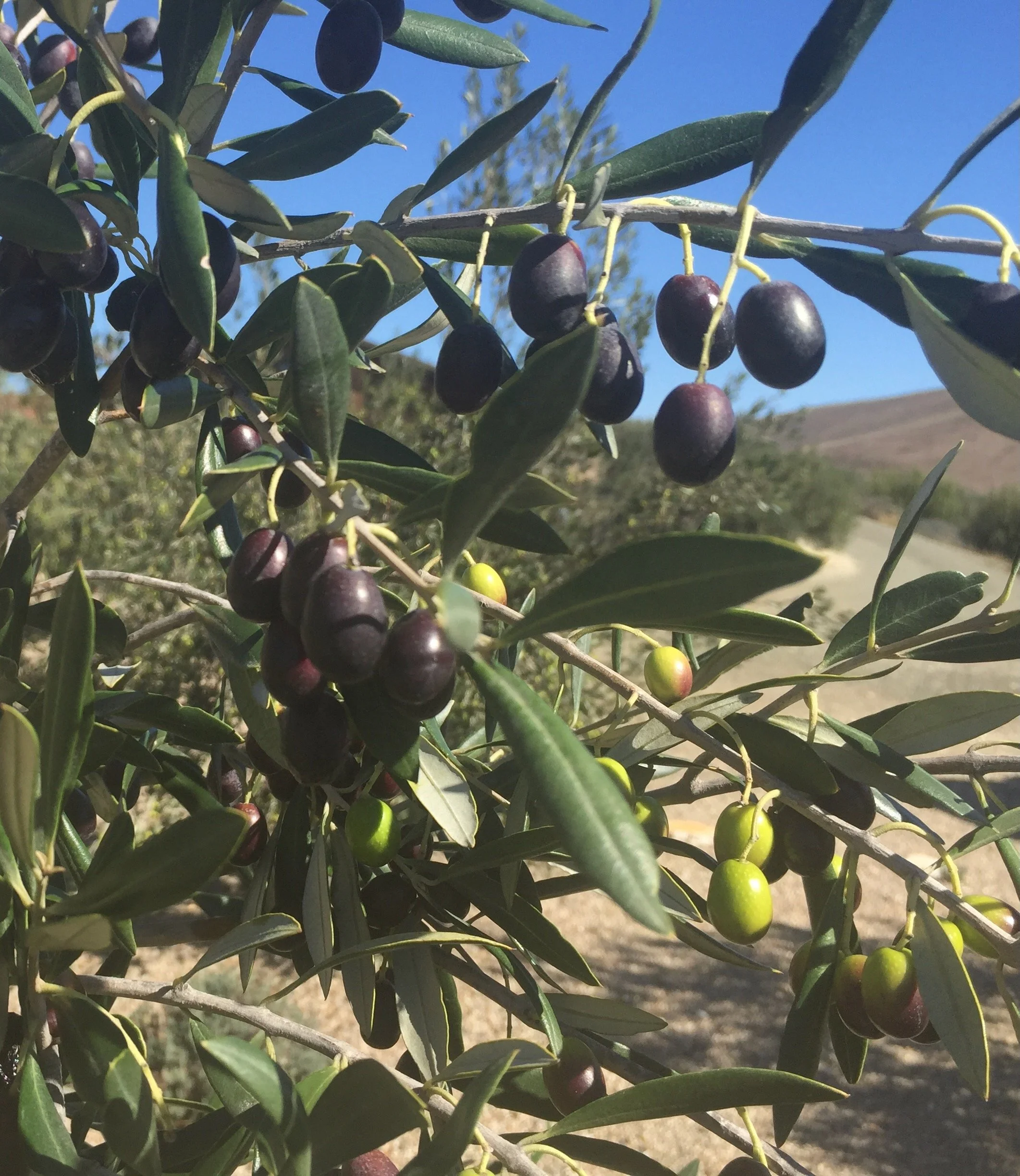 Raffaele Damiano olives