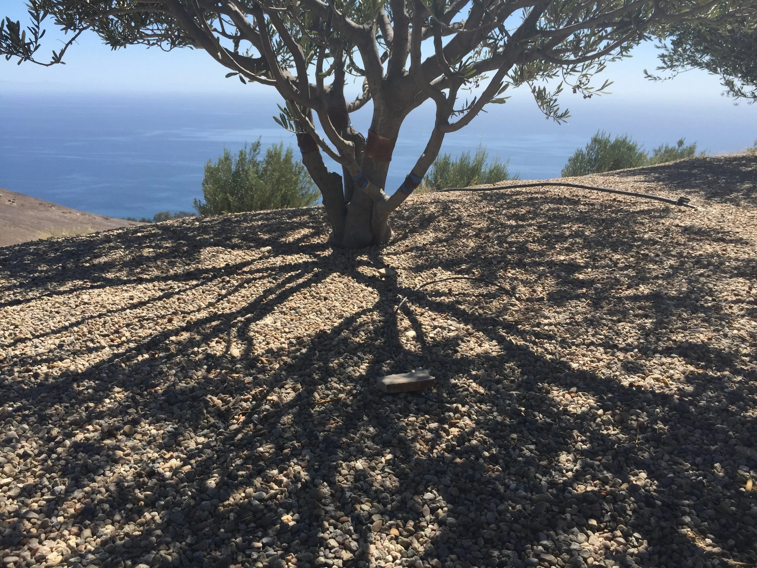 Raffaele Damiano Olive Grove