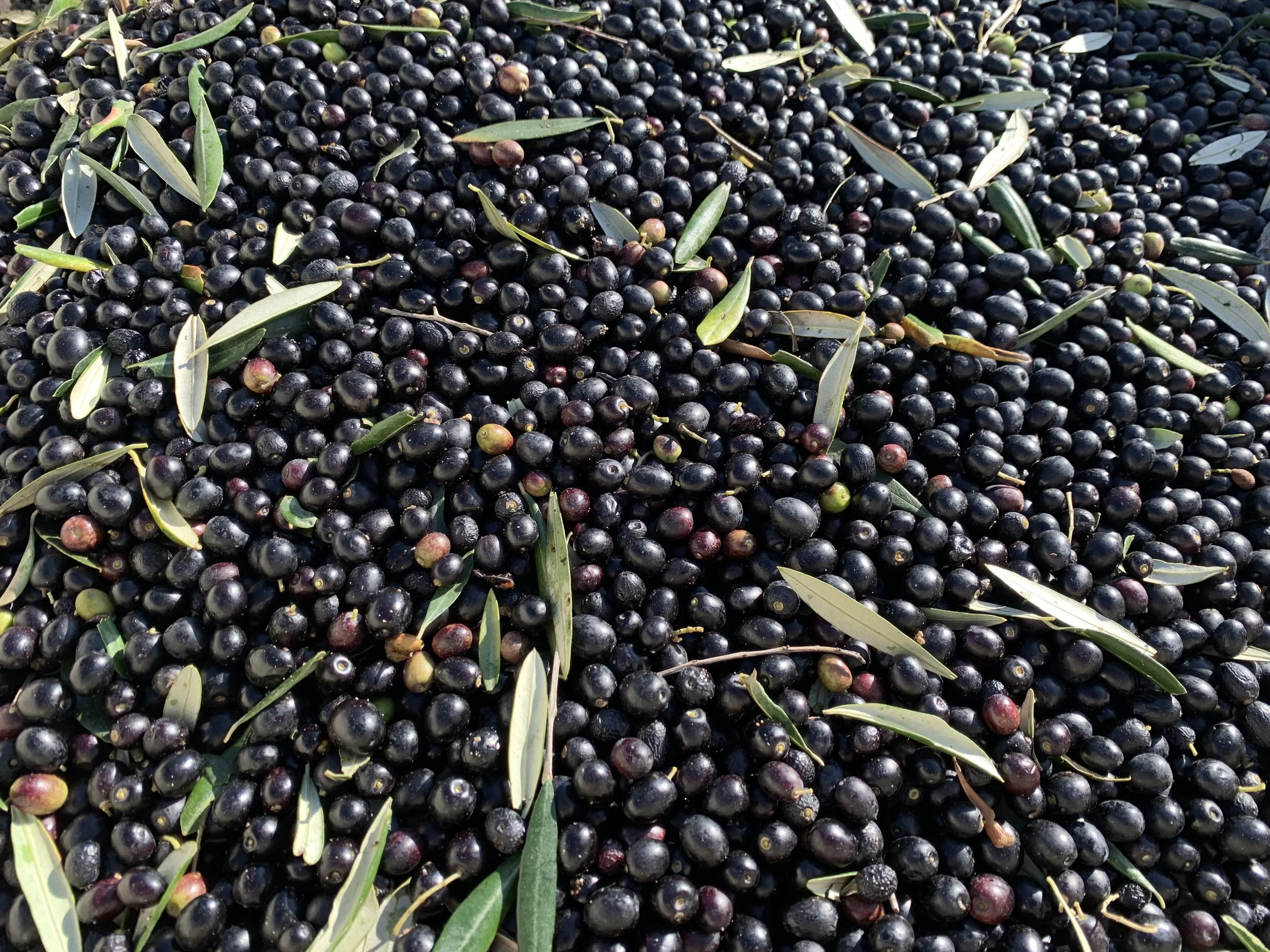 Raffaele Damiano olive harvest