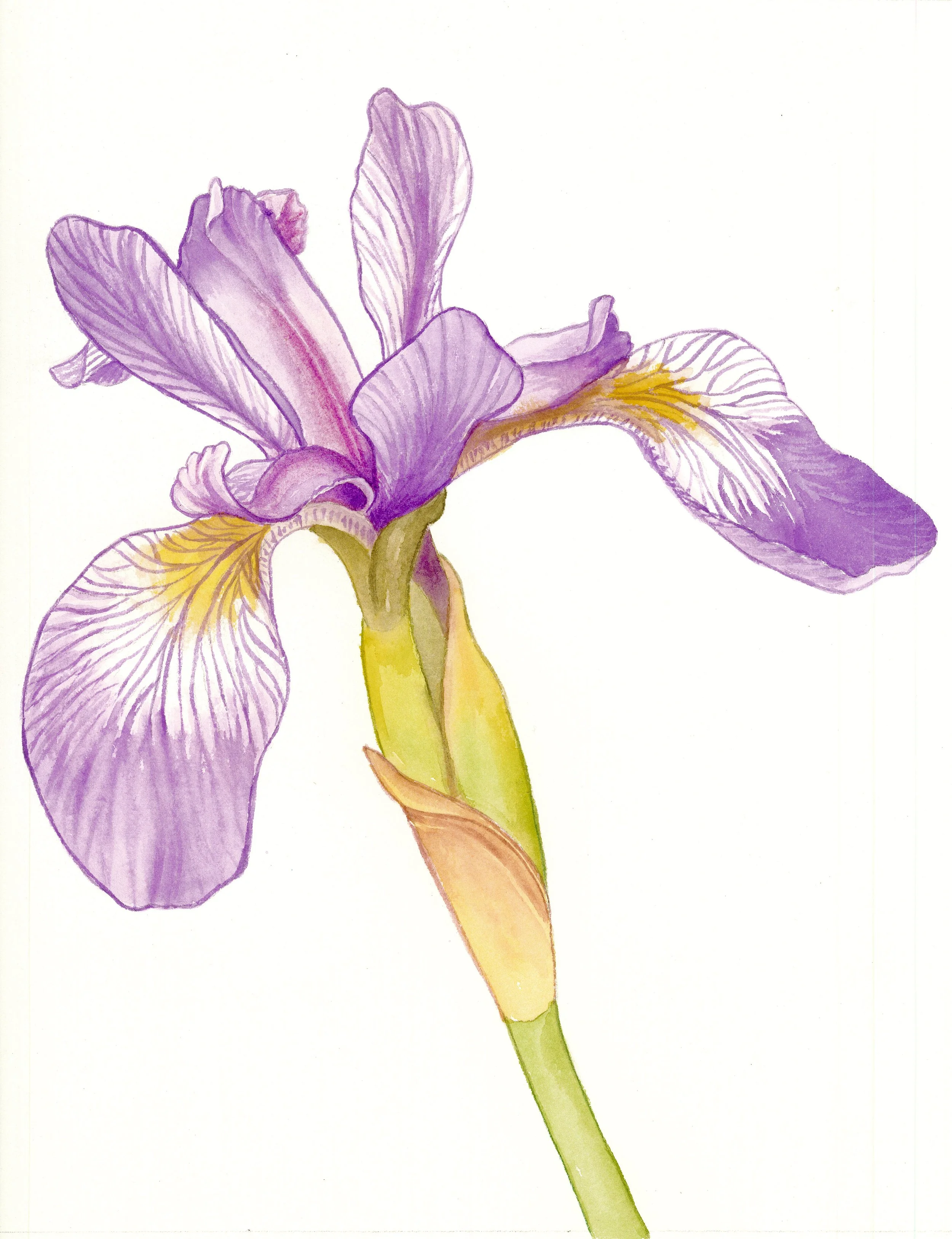 Blue Flag Iris 14 x 12 inches