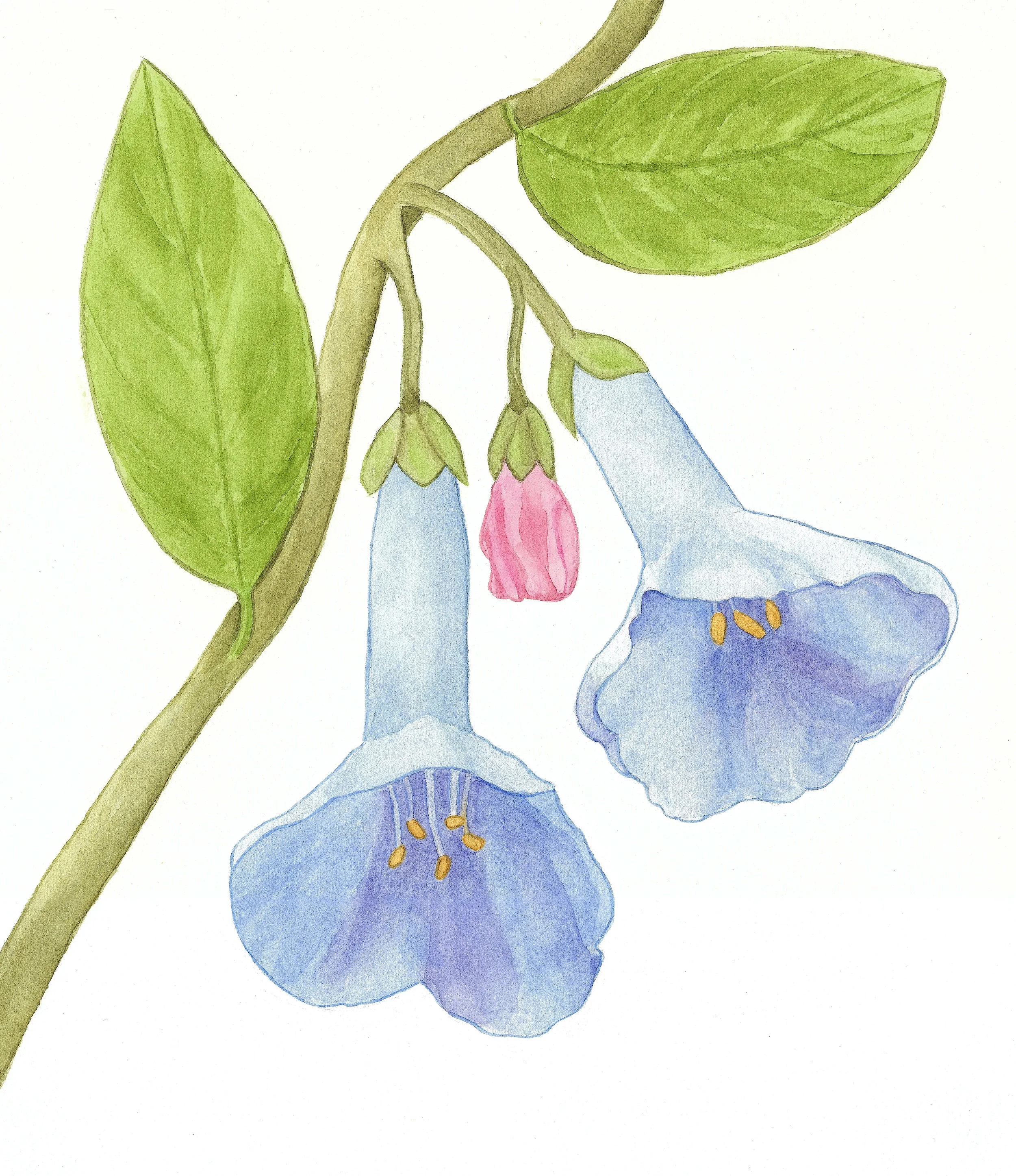 Bluebell 14 x 12 inches