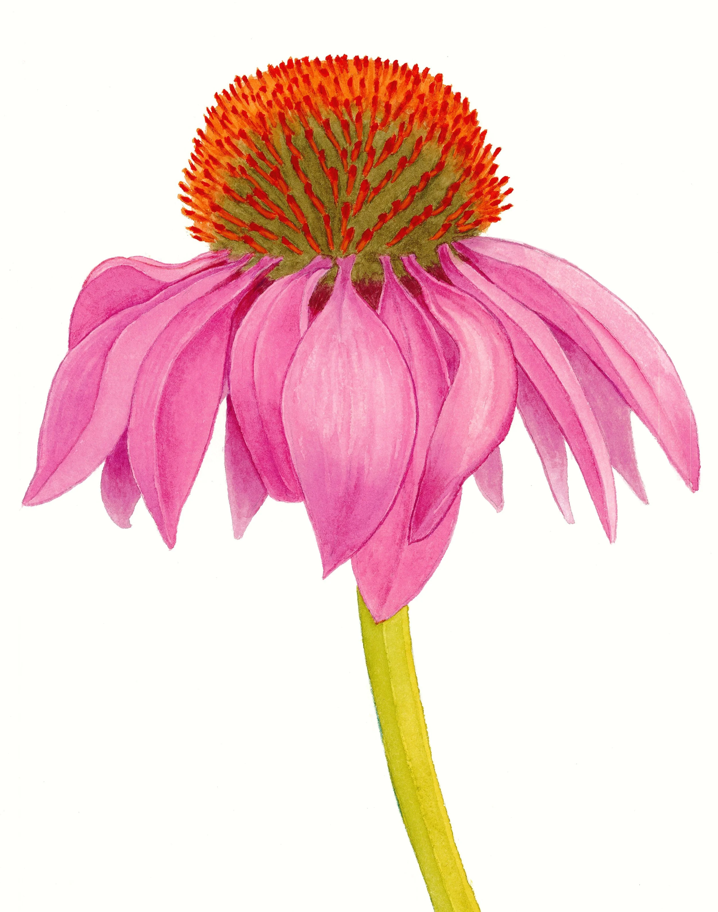 Coneflower 14 x 12 inches