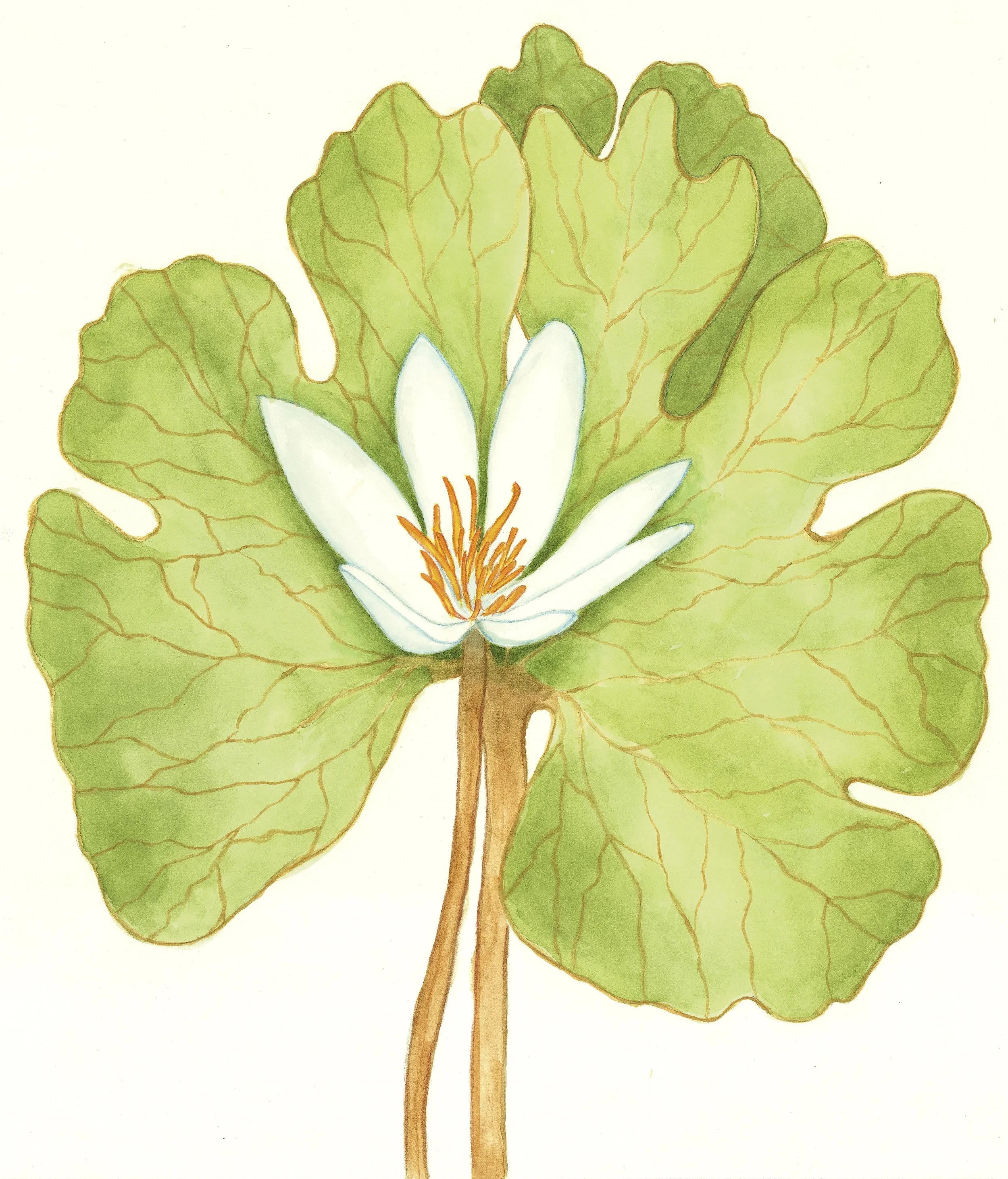 Bloodroot 14 x 12 inches $200