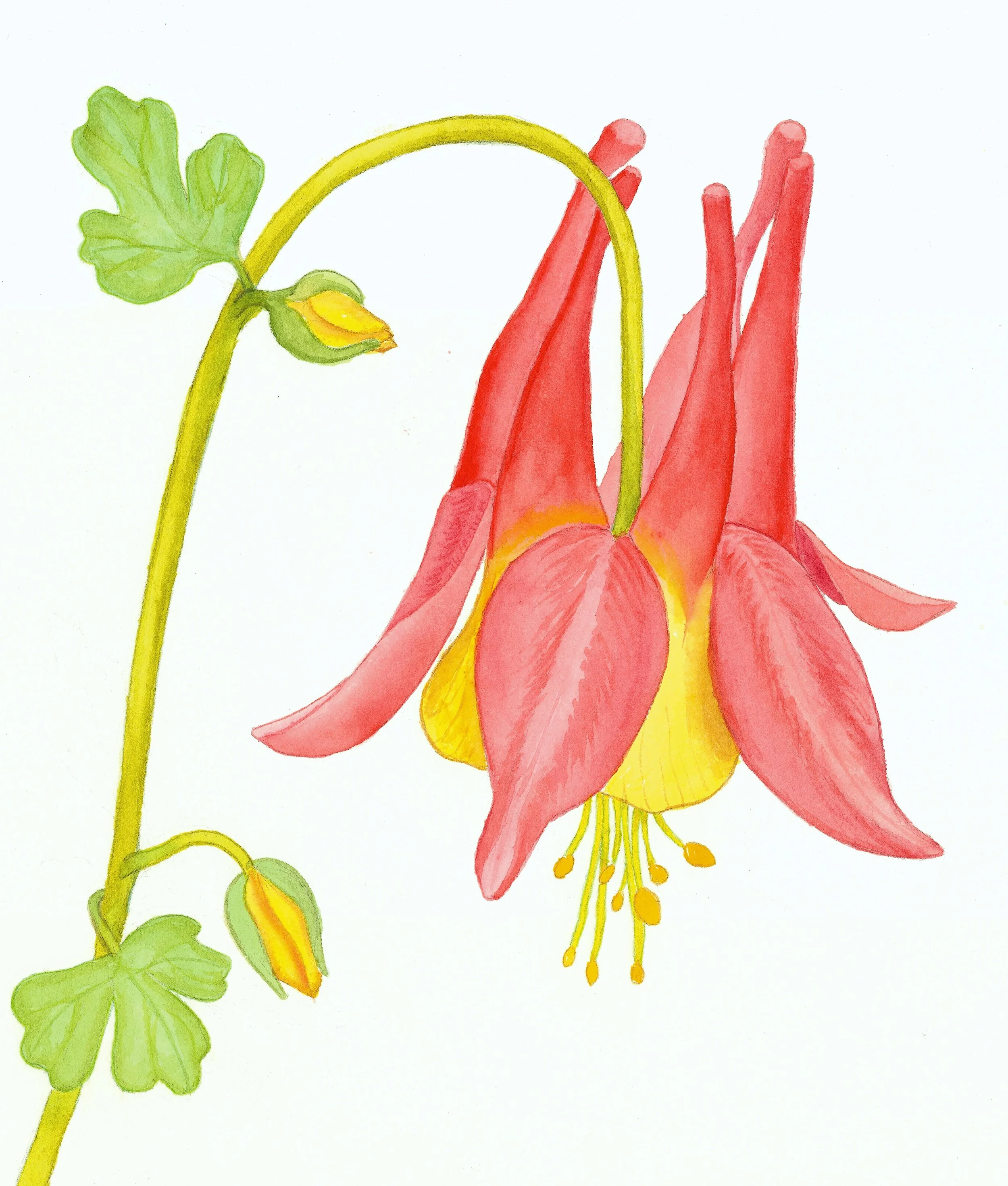 Columbine 14 x 12 inches $225